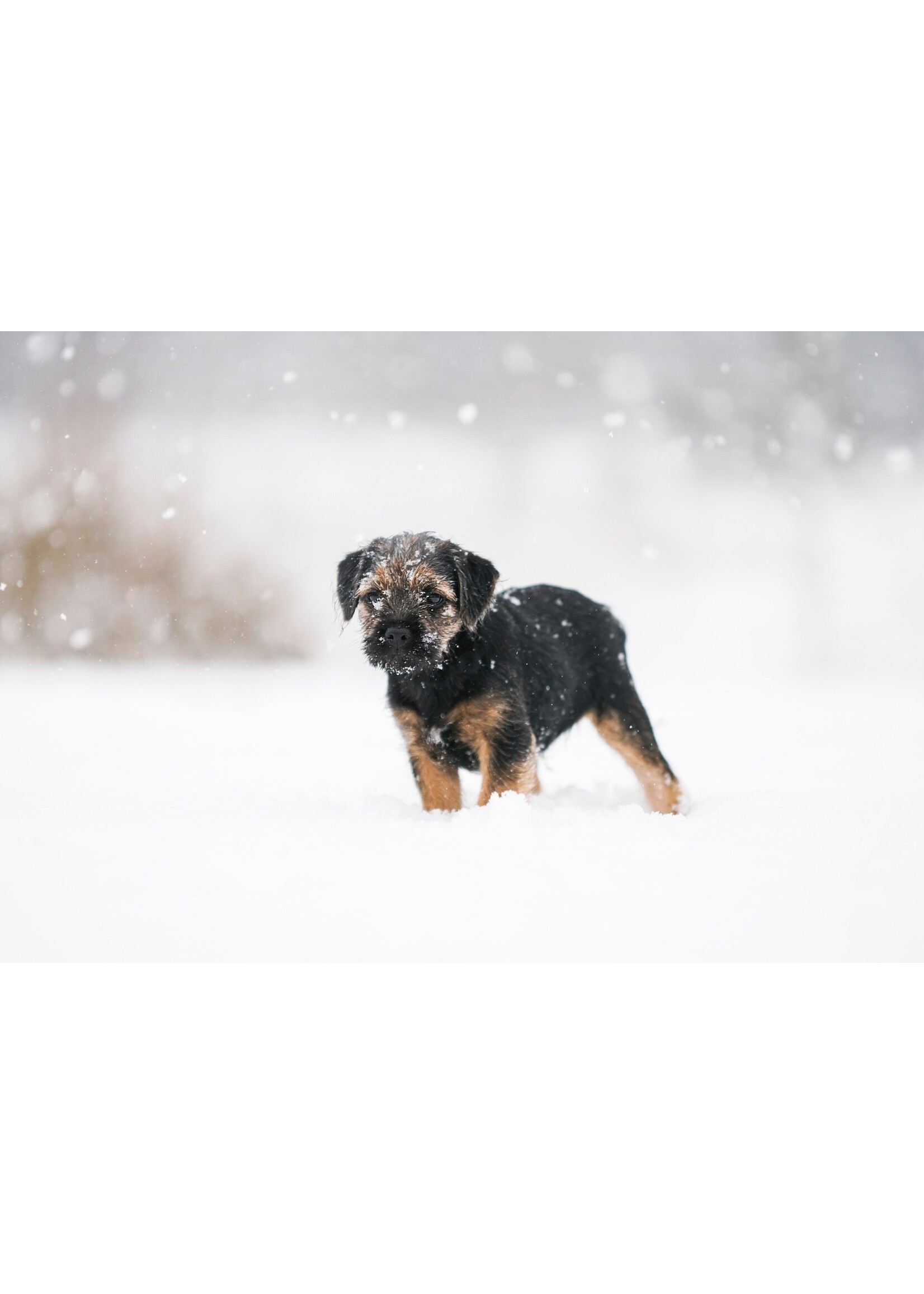 OVEN-BAKED OVEN BAKED CHIOT PETITE RACE A L'AGNEAU 2.27 KG
