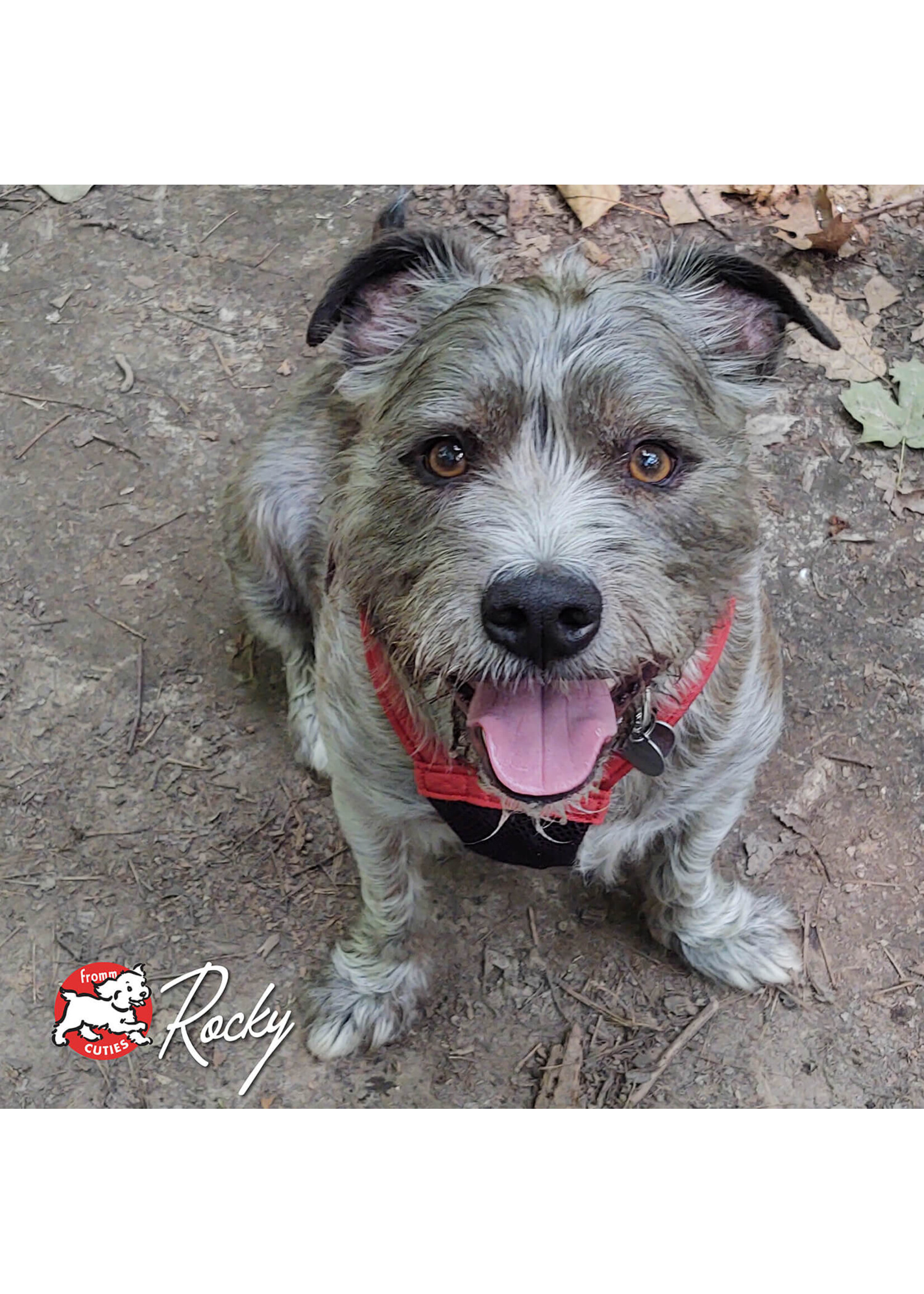 FROMM FROMM CHIEN FOUR STAR CANARD À LA VEG 11.8KG