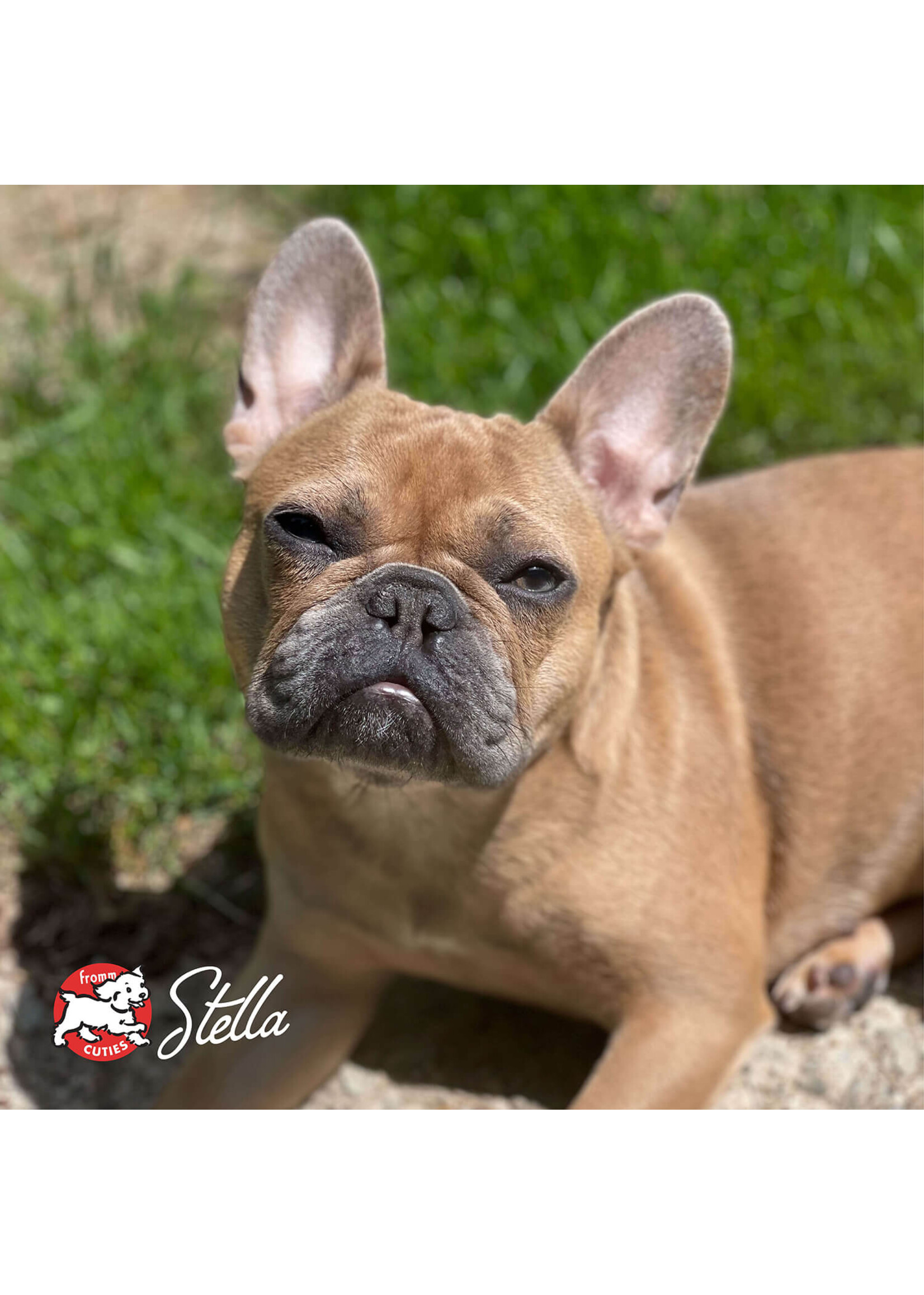 FROMM FROMM CHIEN PETITE RACE GOLD