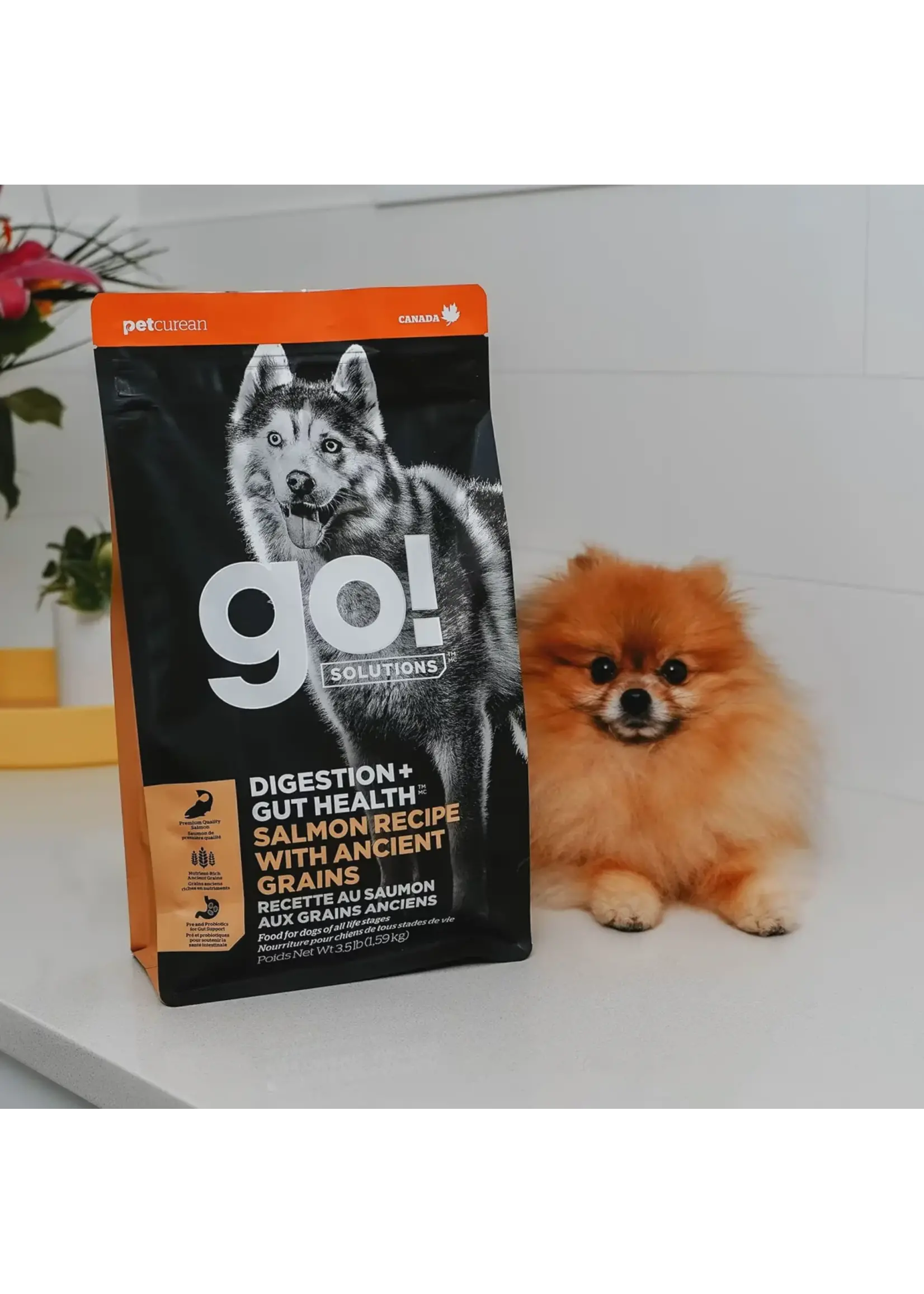 GO! SOLUTIONS GO SOLUTION CHIEN DIGESTION ET SANTÉ INTESTINALE GRAINS ANCIENS AU SAUMON