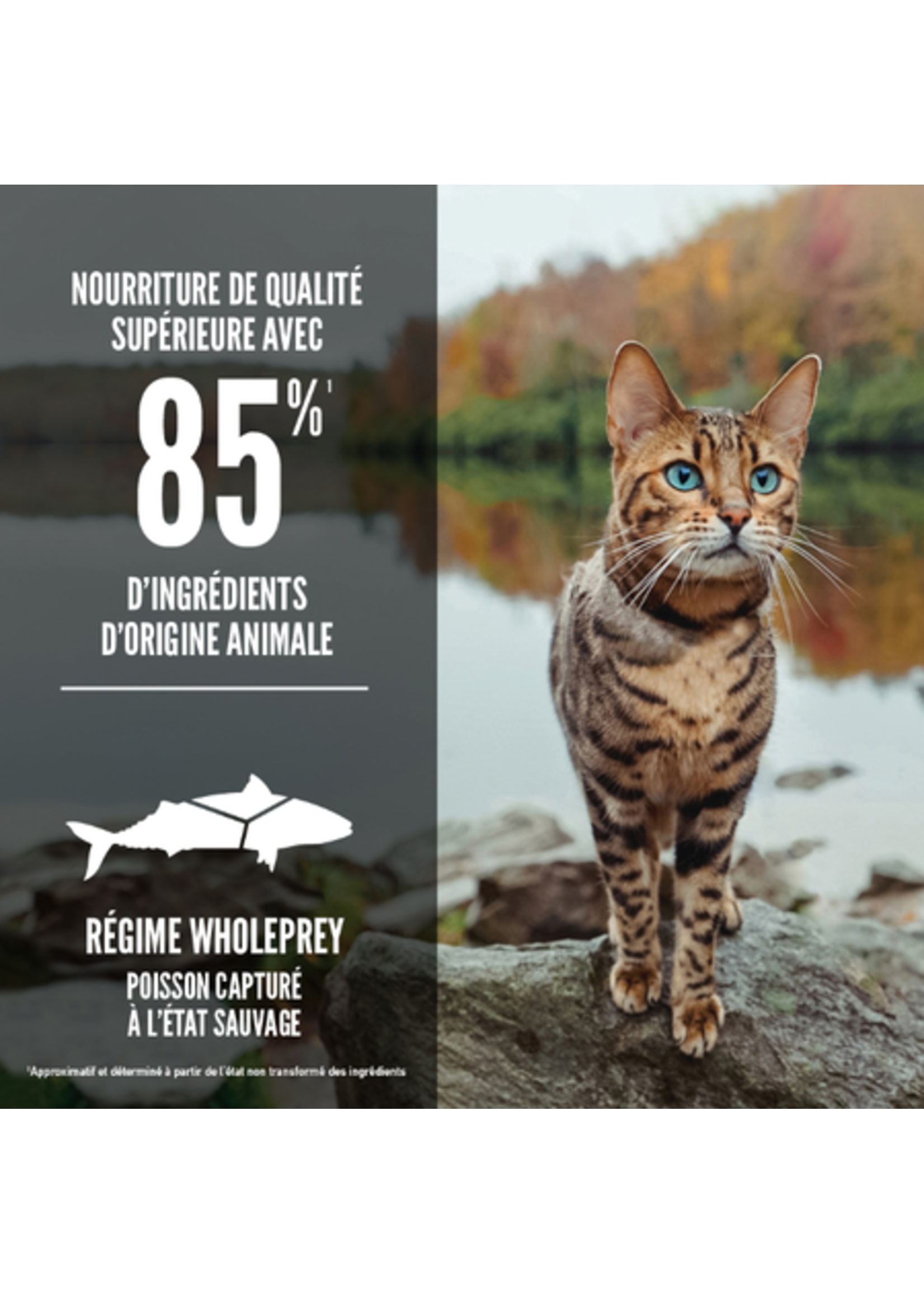 ORIJEN ORIJEN CHAT SIX FISH