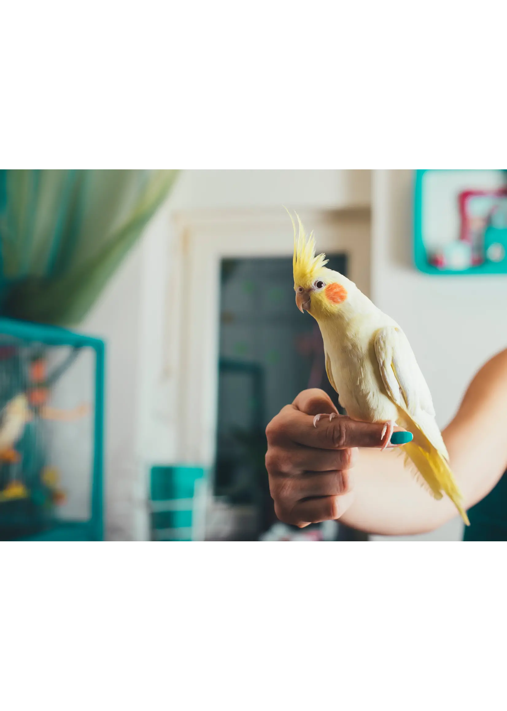 SST COOP CUP  POUR OISEAU