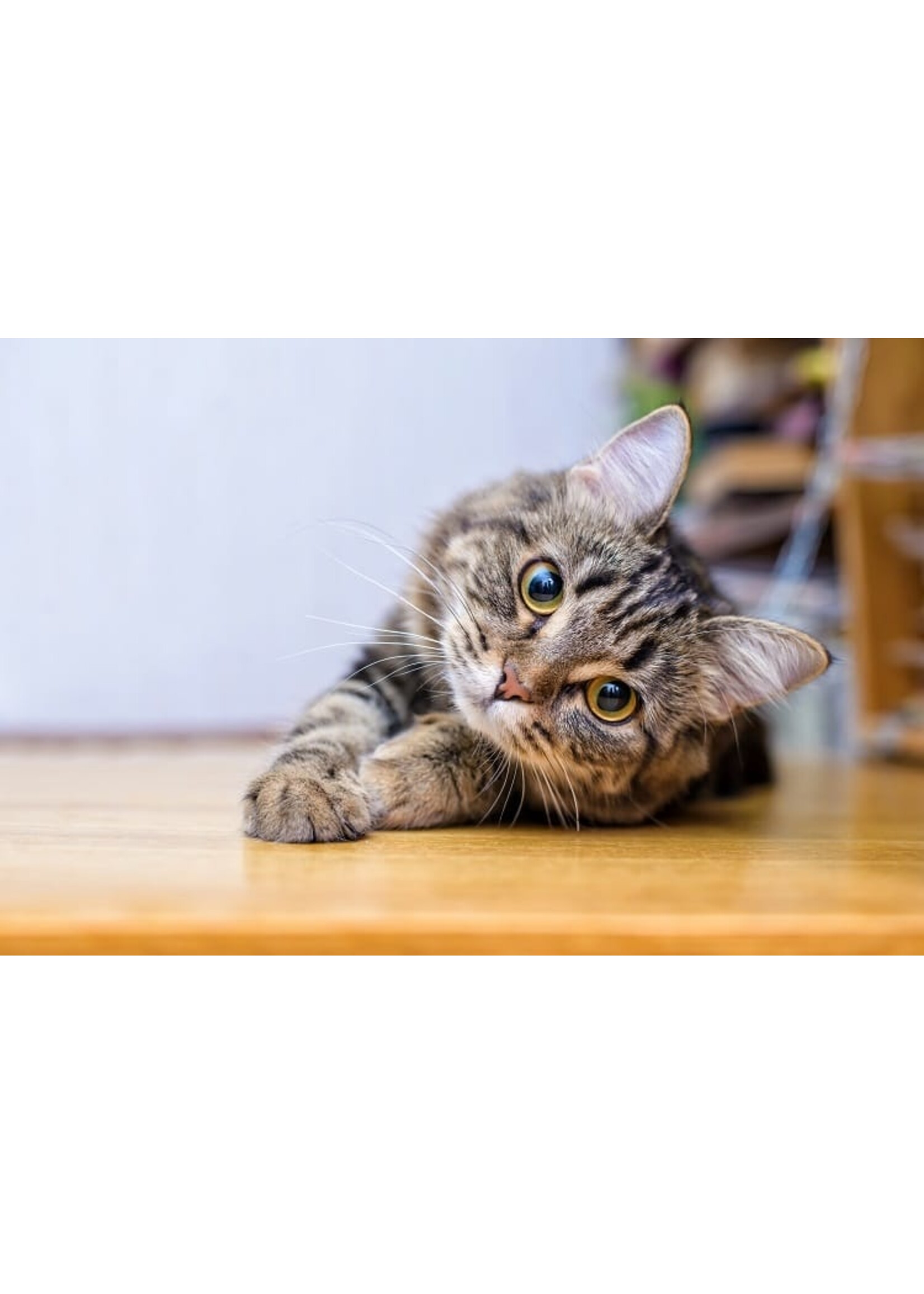 CAT LURES CAT FISHIN DRAGONFLY