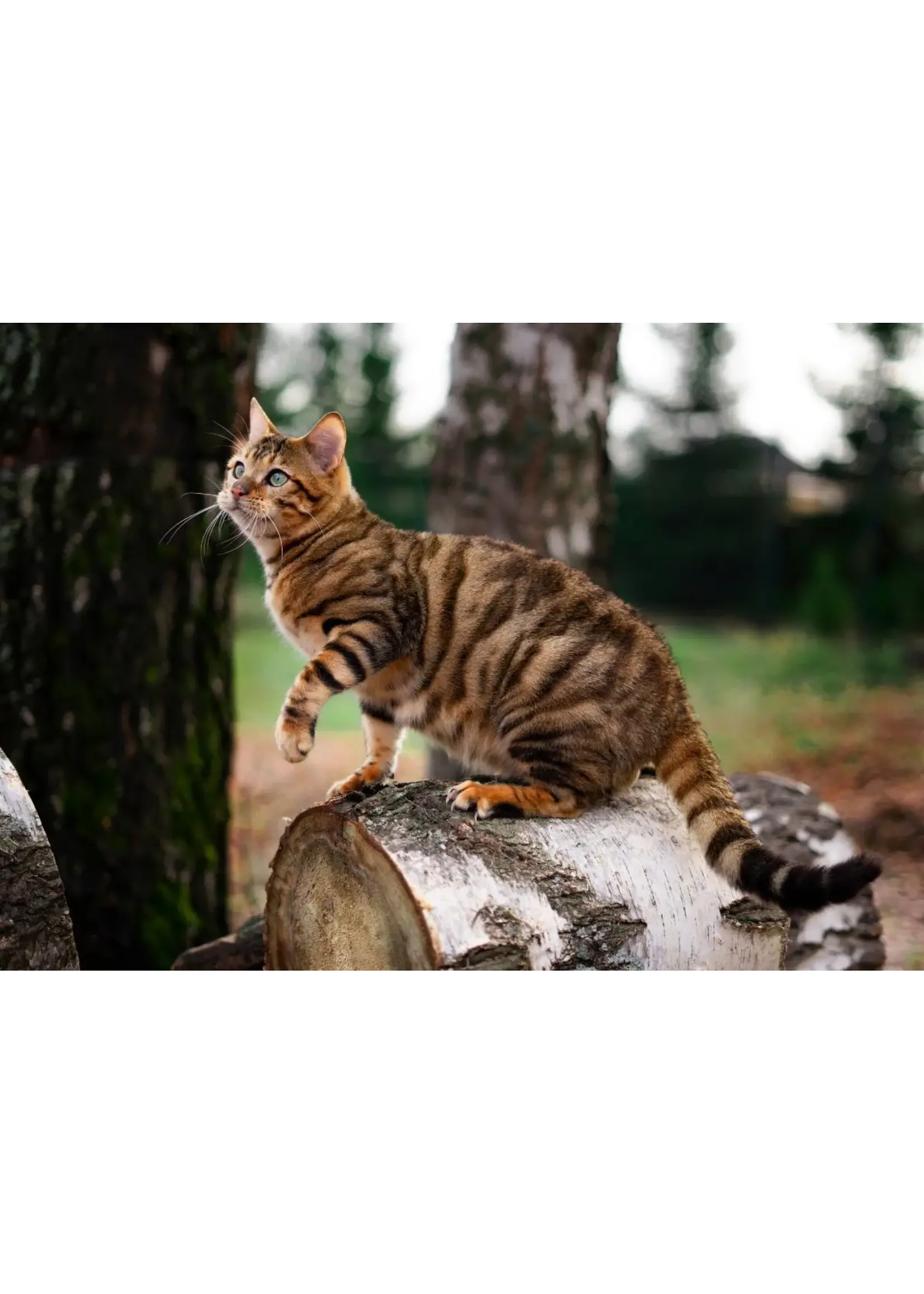 CAT LURES FEATHER BOMB 3.5x1x2