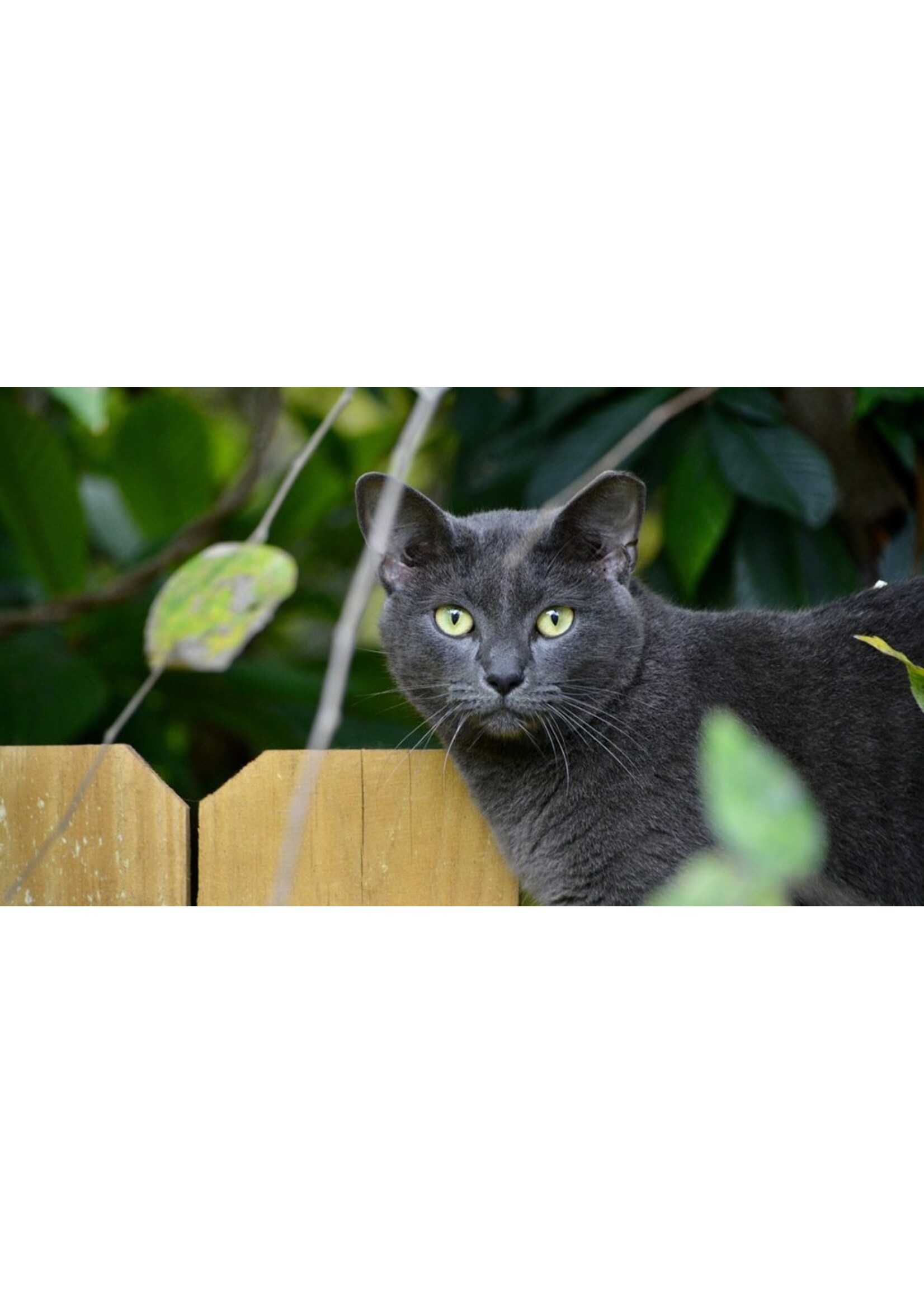 CAT LURES FEATHER FISHFLY