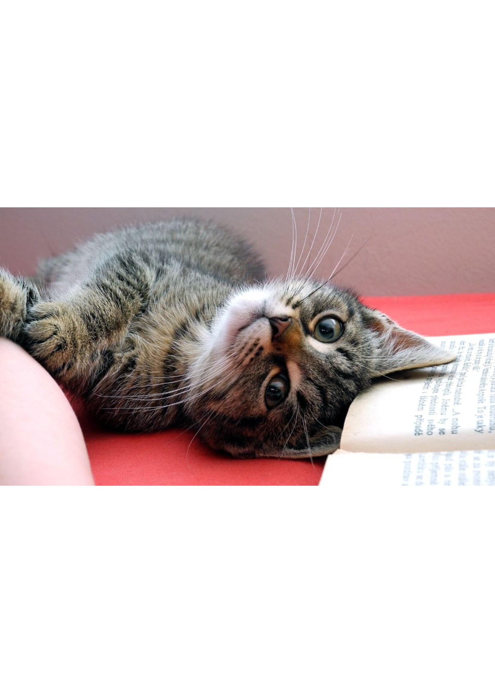 CAT LURES MOTH FLYER 2.25x2.25x1