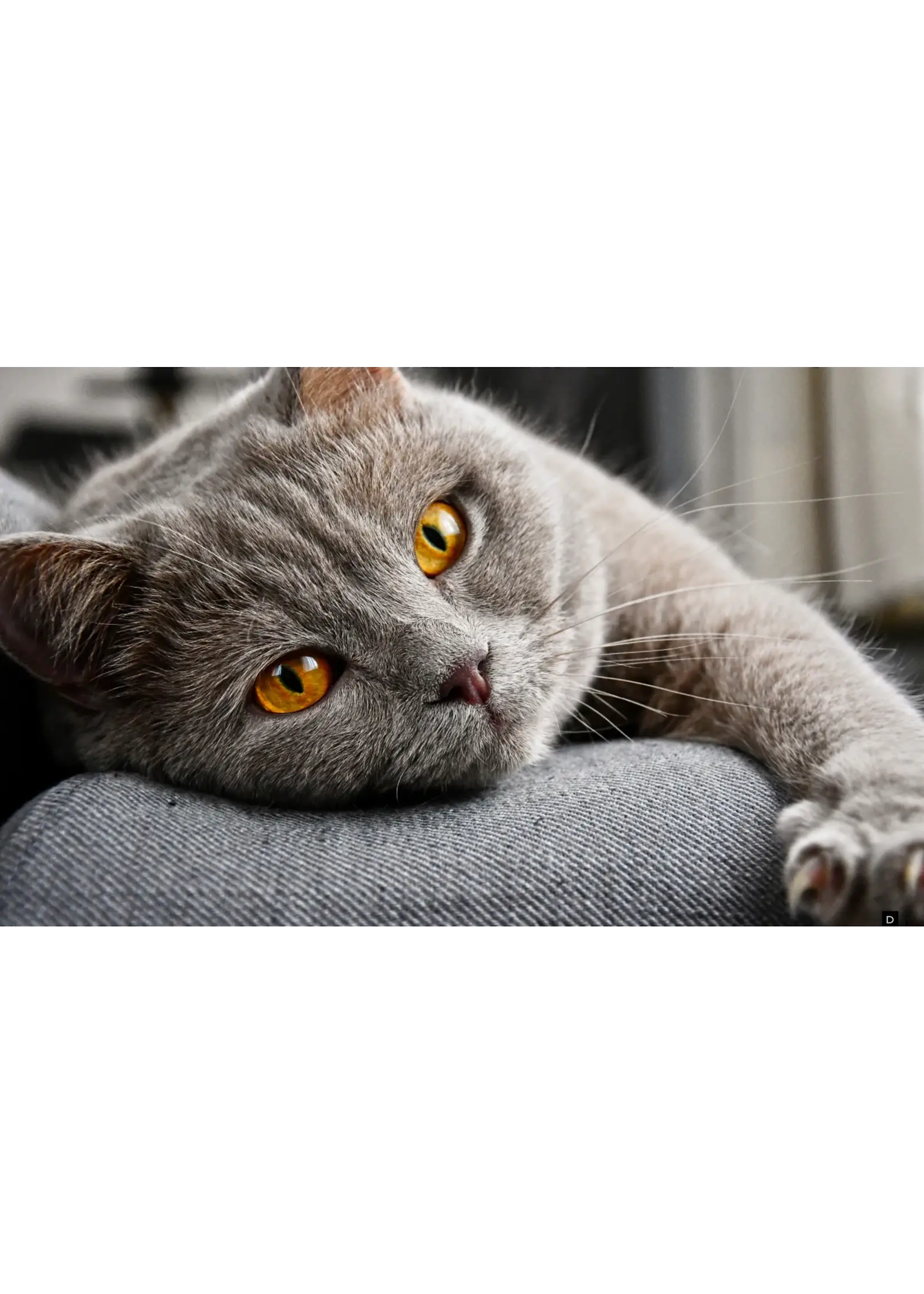 CAT LURES OCTOFLY