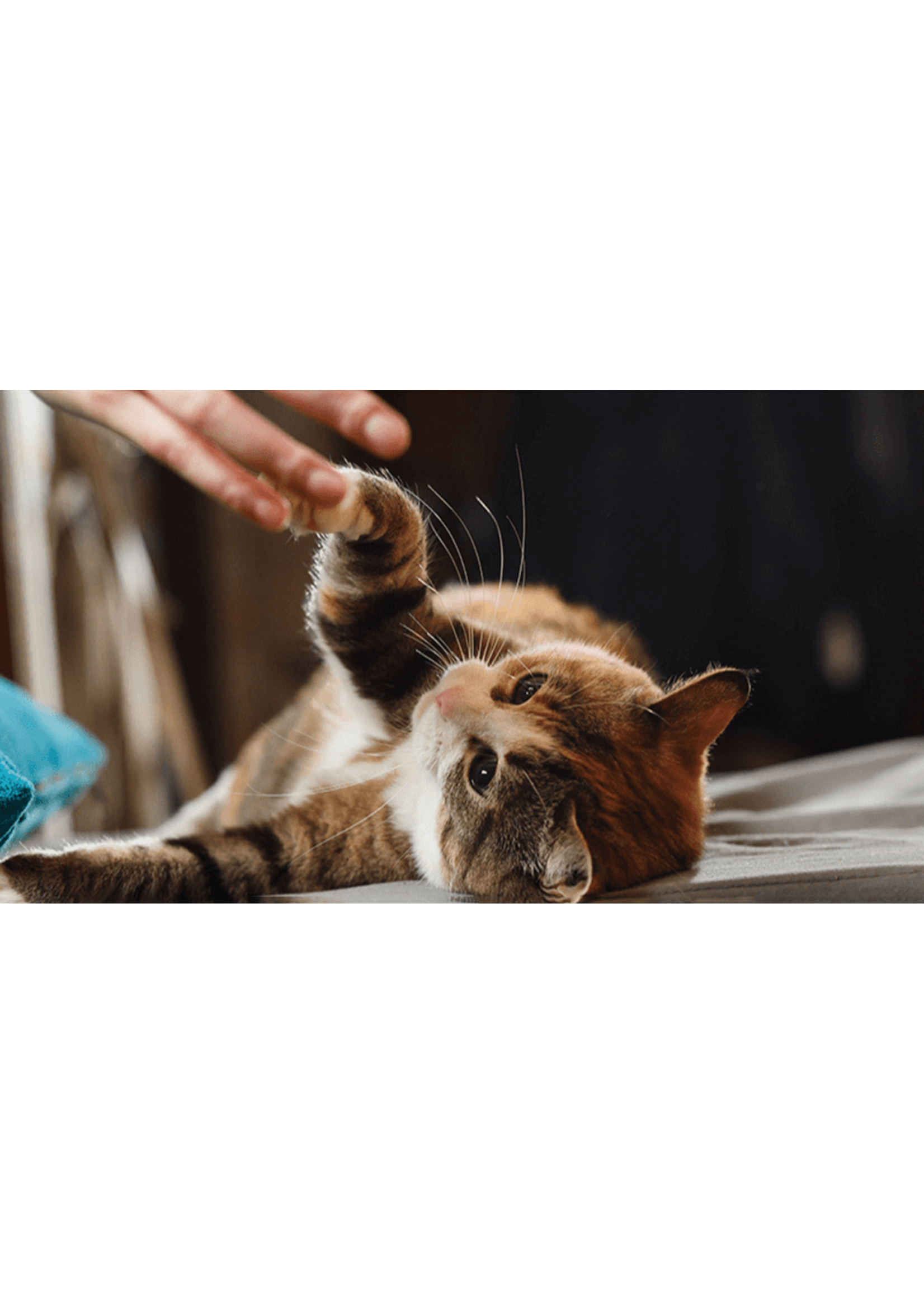 KONG KONG  POUR CHAT VACHE HIGHLAND AVEC HERBE A CHAT