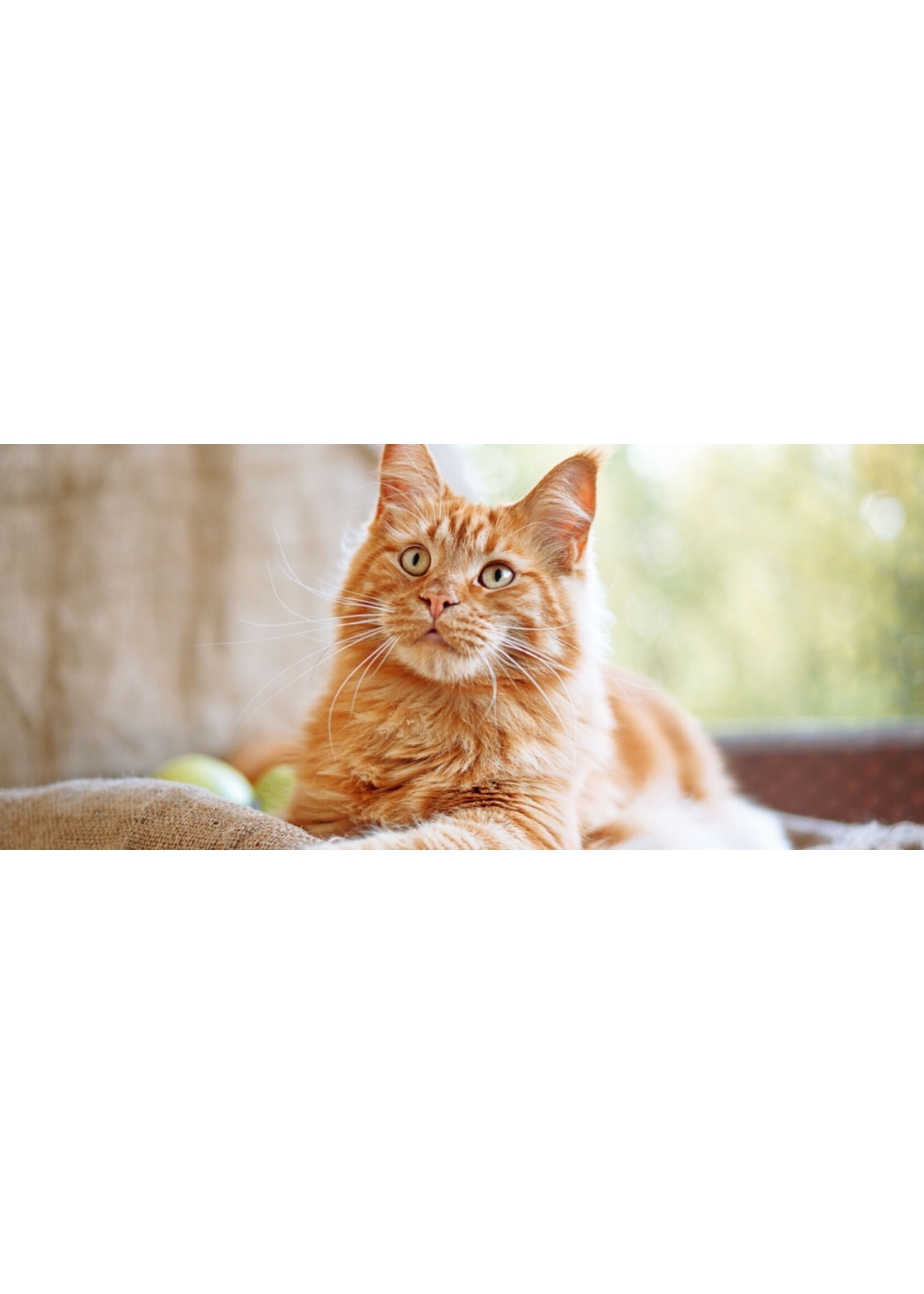 ROYAL CANIN ROYAL CANIN CHAT SOIN URINAIRE