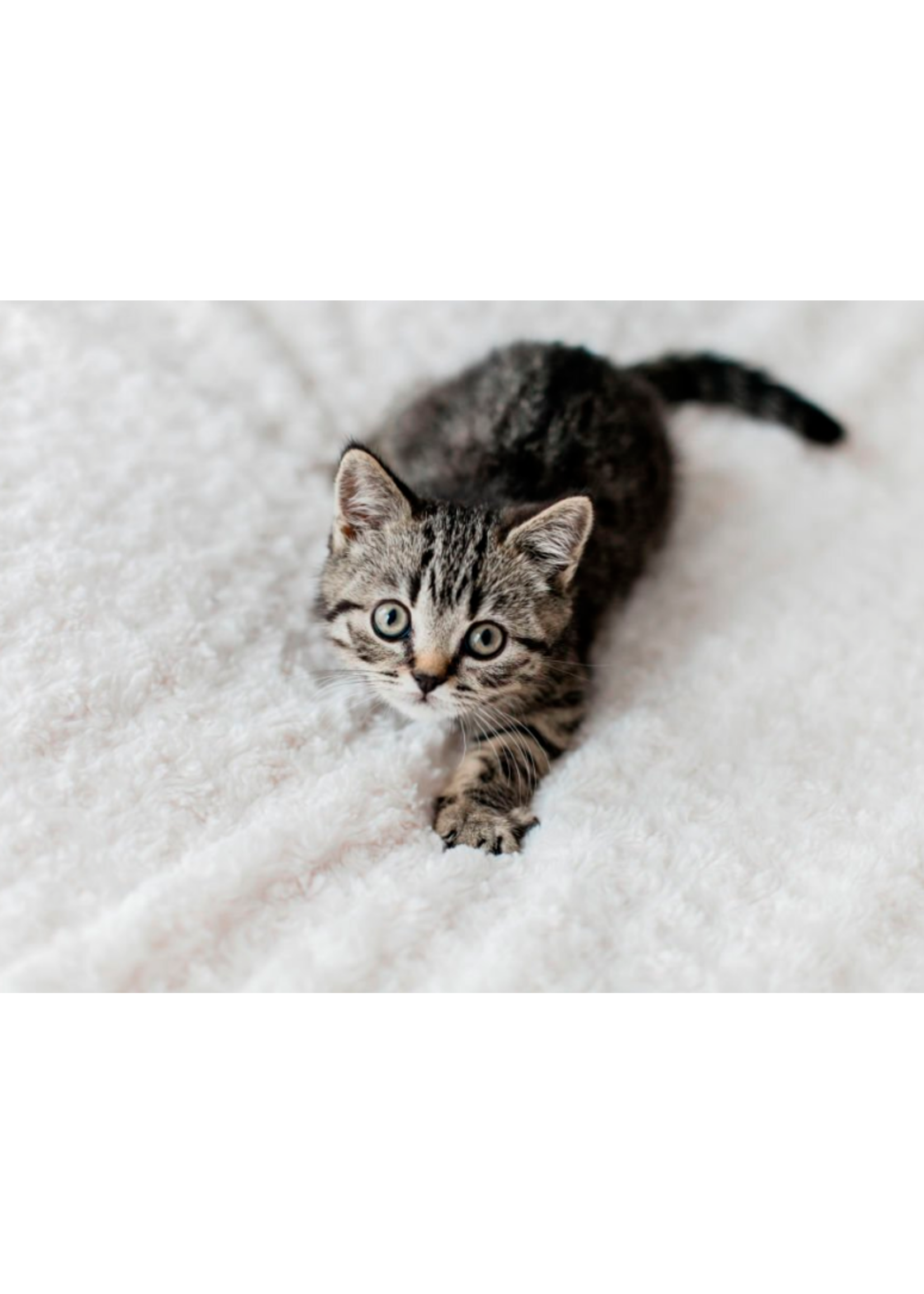 ROYAL CANIN ROYAL CANIN CHATON