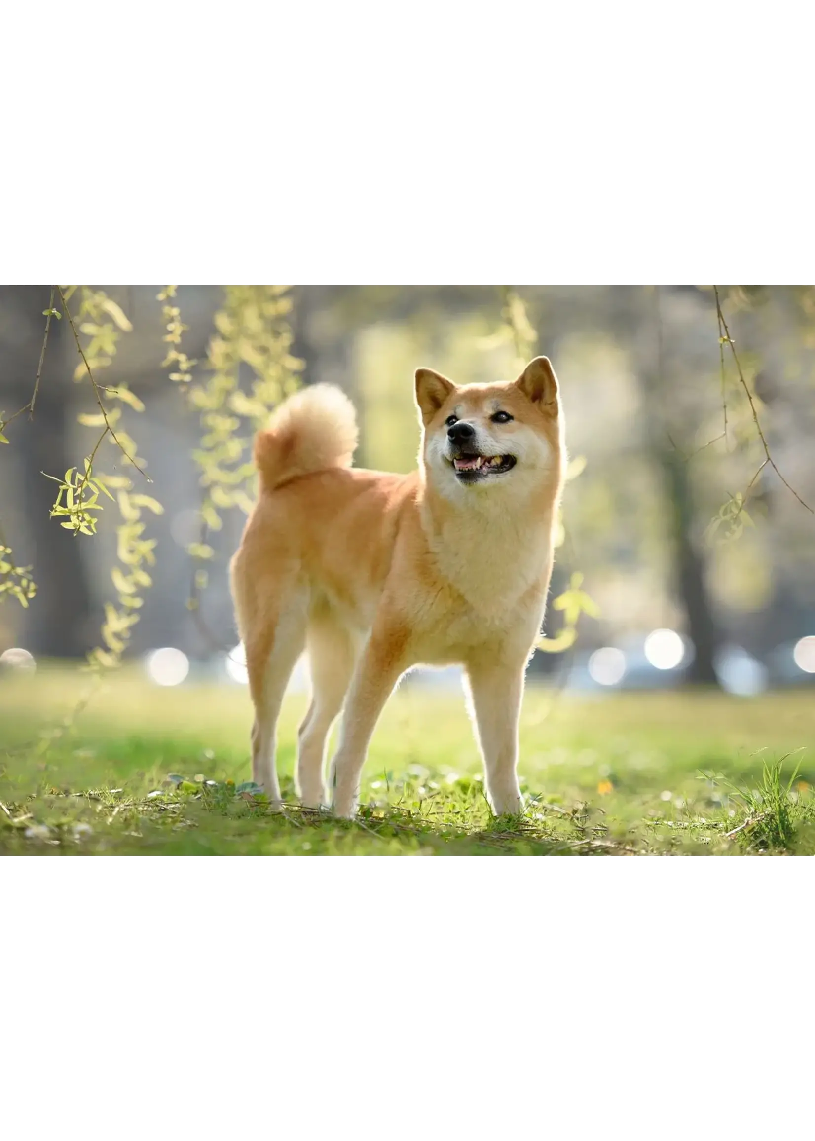 ROYAL CANIN ROYAL CANIN CHIEN ADULTE MEDIUM
