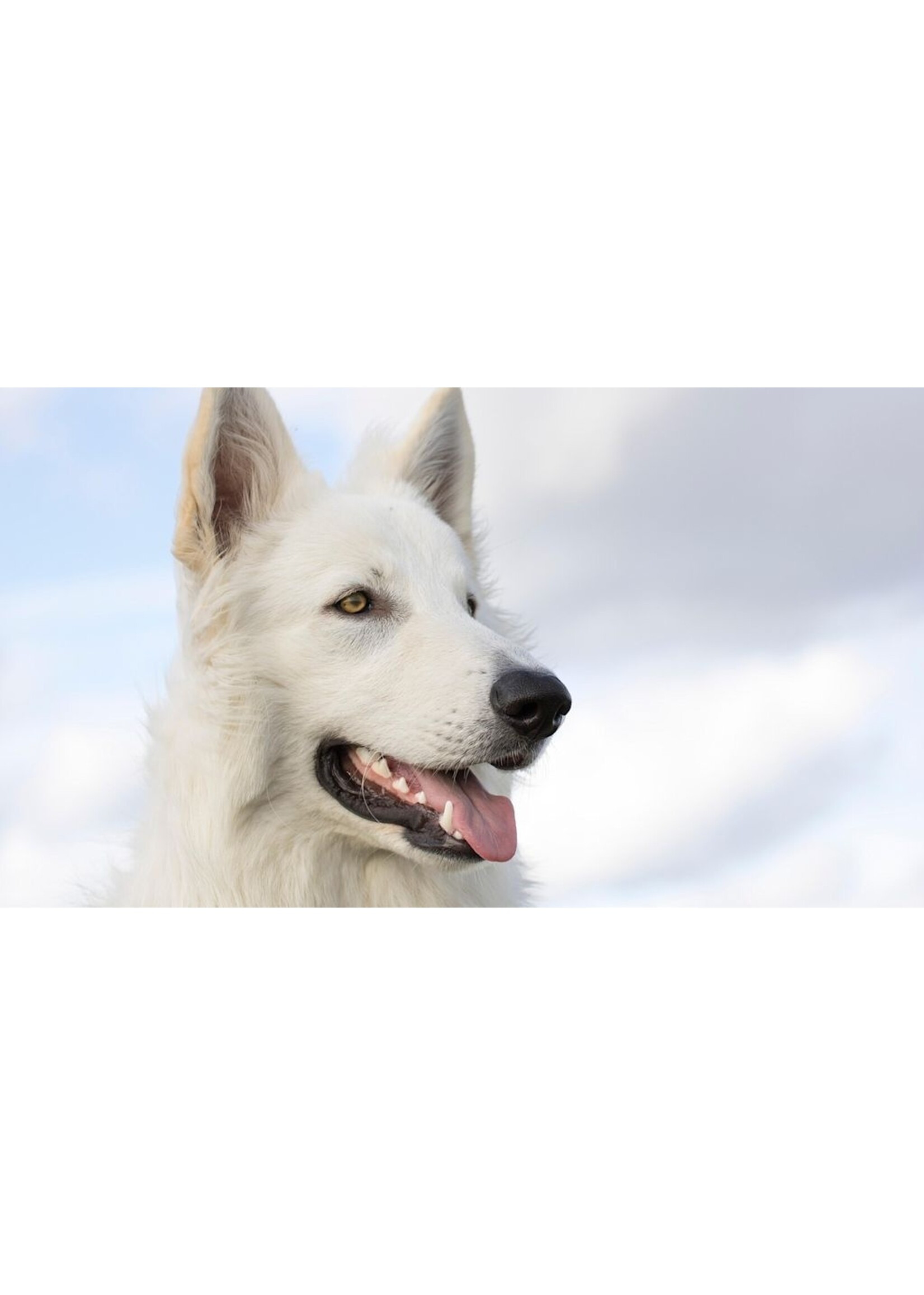 ROYAL CANIN ROYAL CANIN CHIEN ADULTE NOURRITURE HUMIDE EN PATÉ 385 G