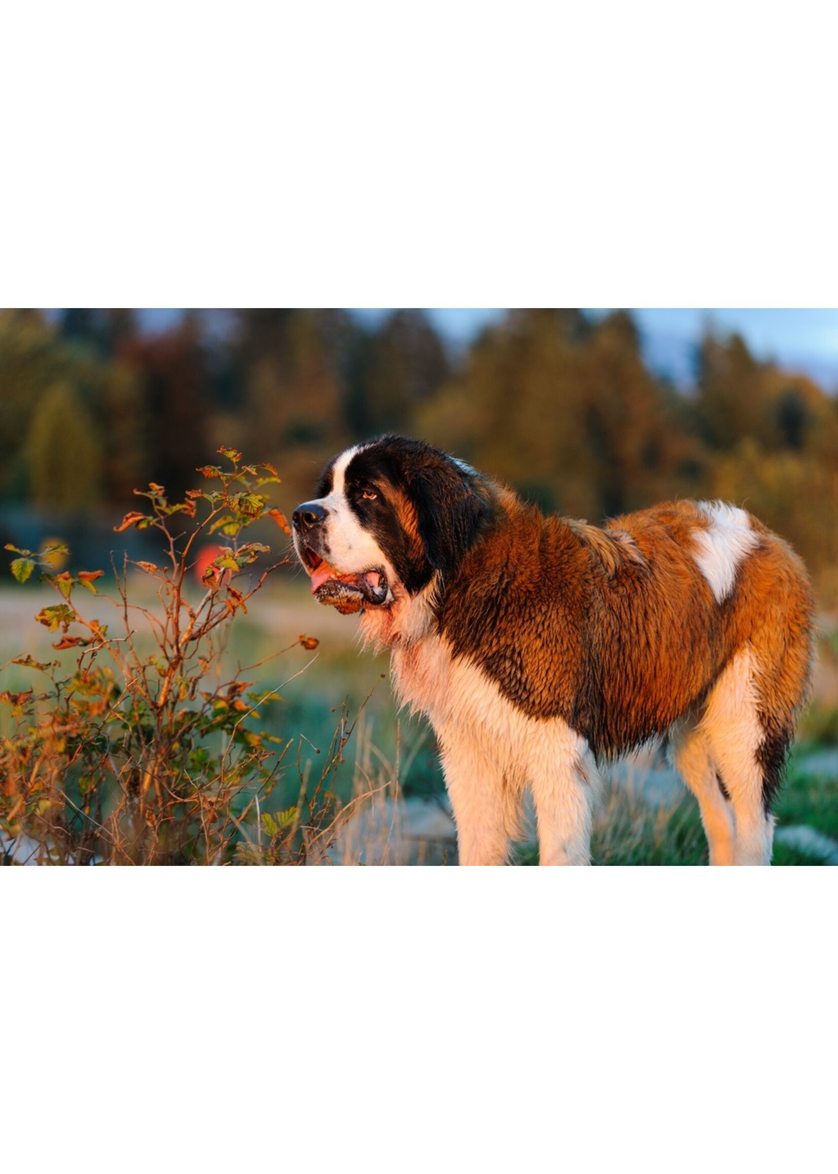 ROYAL CANIN ROYAL CANIN CHIEN GEANT ADULTE 13.6 KG