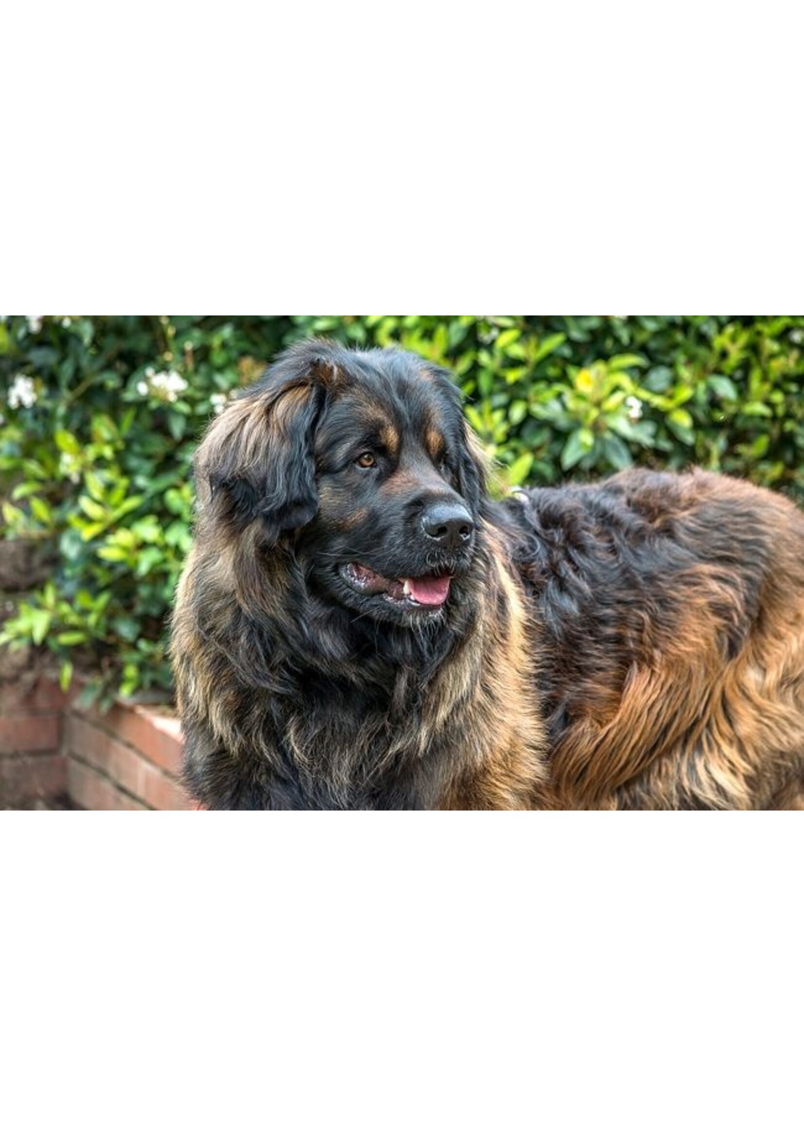 ROYAL CANIN ROYAL CANIN CHIEN SOIN DIGESTIF NOURRITURE HUMIDE EN PATÉ 385 G