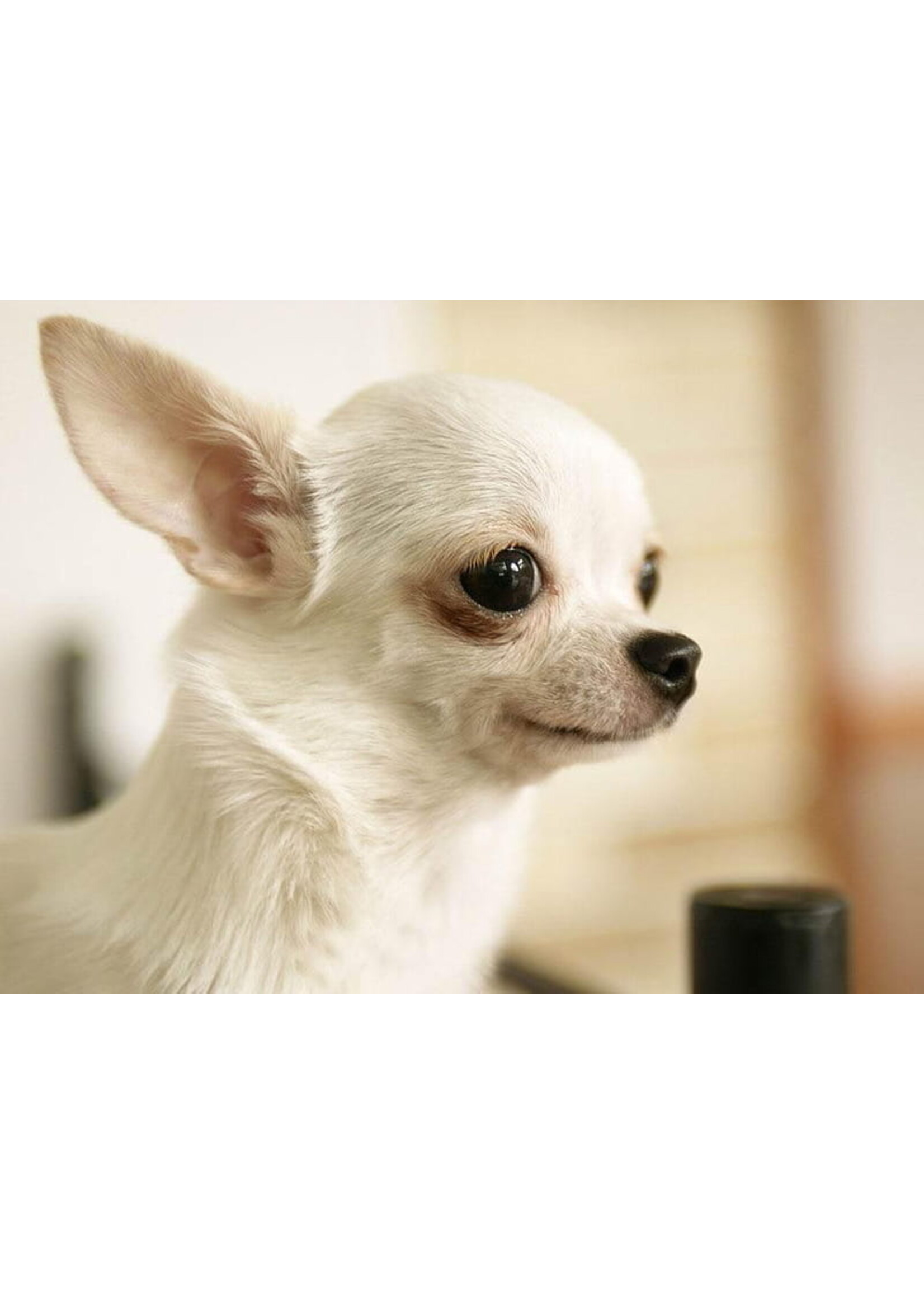 ROYAL CANIN ROYAL CANIN CHIHUAHUA  ADULTE 4.5 KG