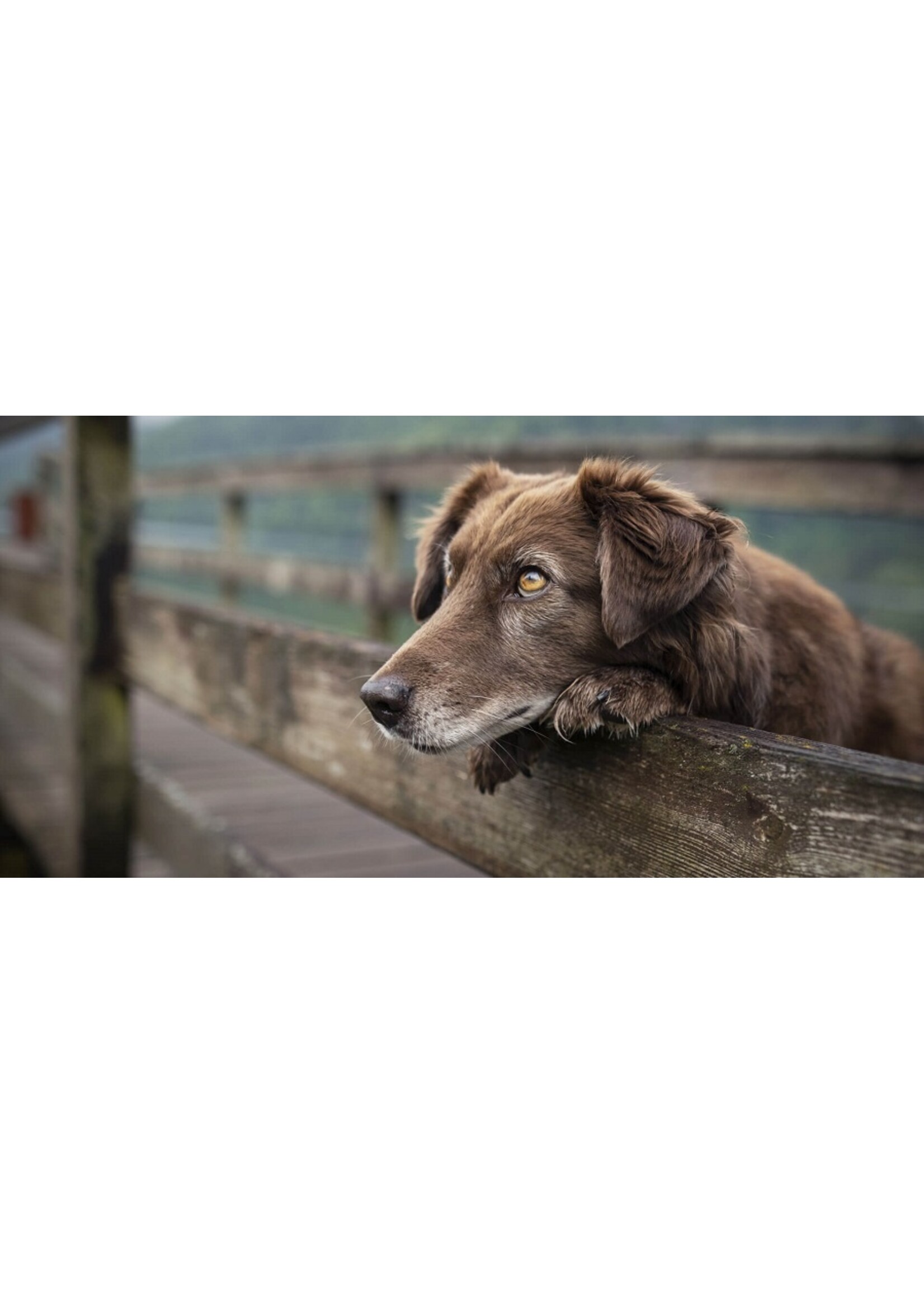 ROYAL CANIN ROYAL CANIN LARGE CHIEN AGE 8+ 13.6 KG