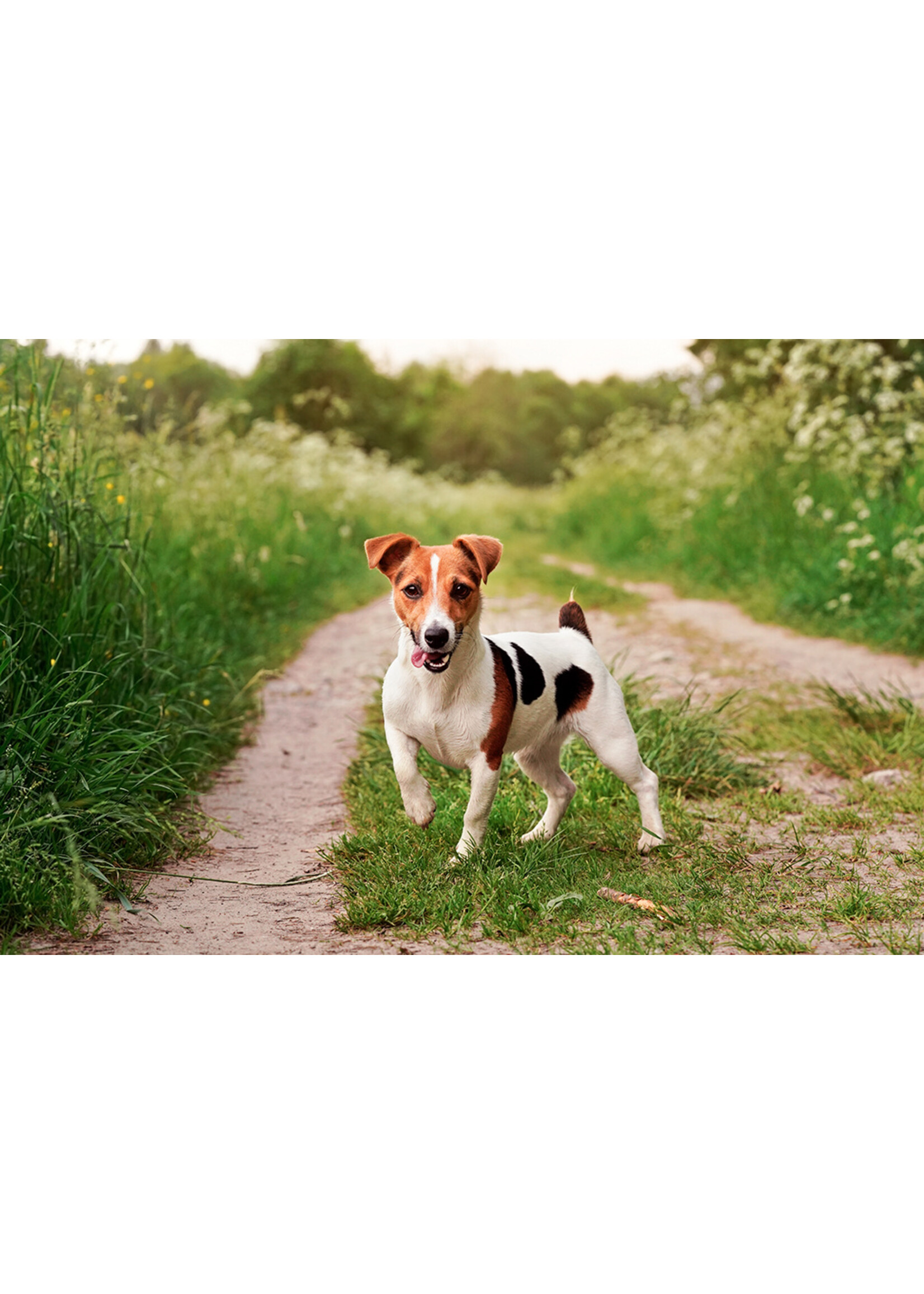 ROYAL CANIN ROYAL CANIN PETIT CHIEN ADULTE