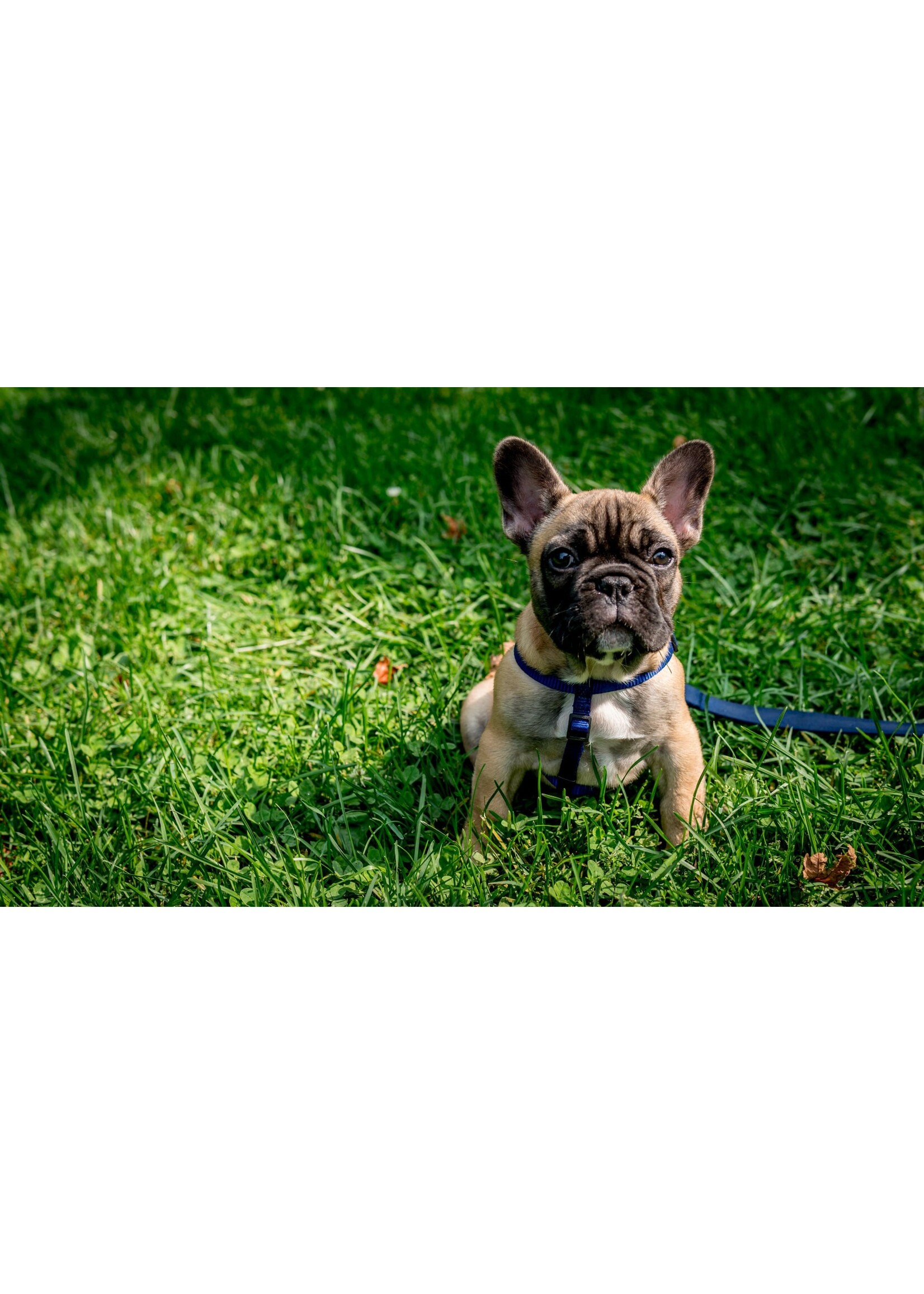 ROYAL CANIN ROYAL CANIN PETIT CHIOT