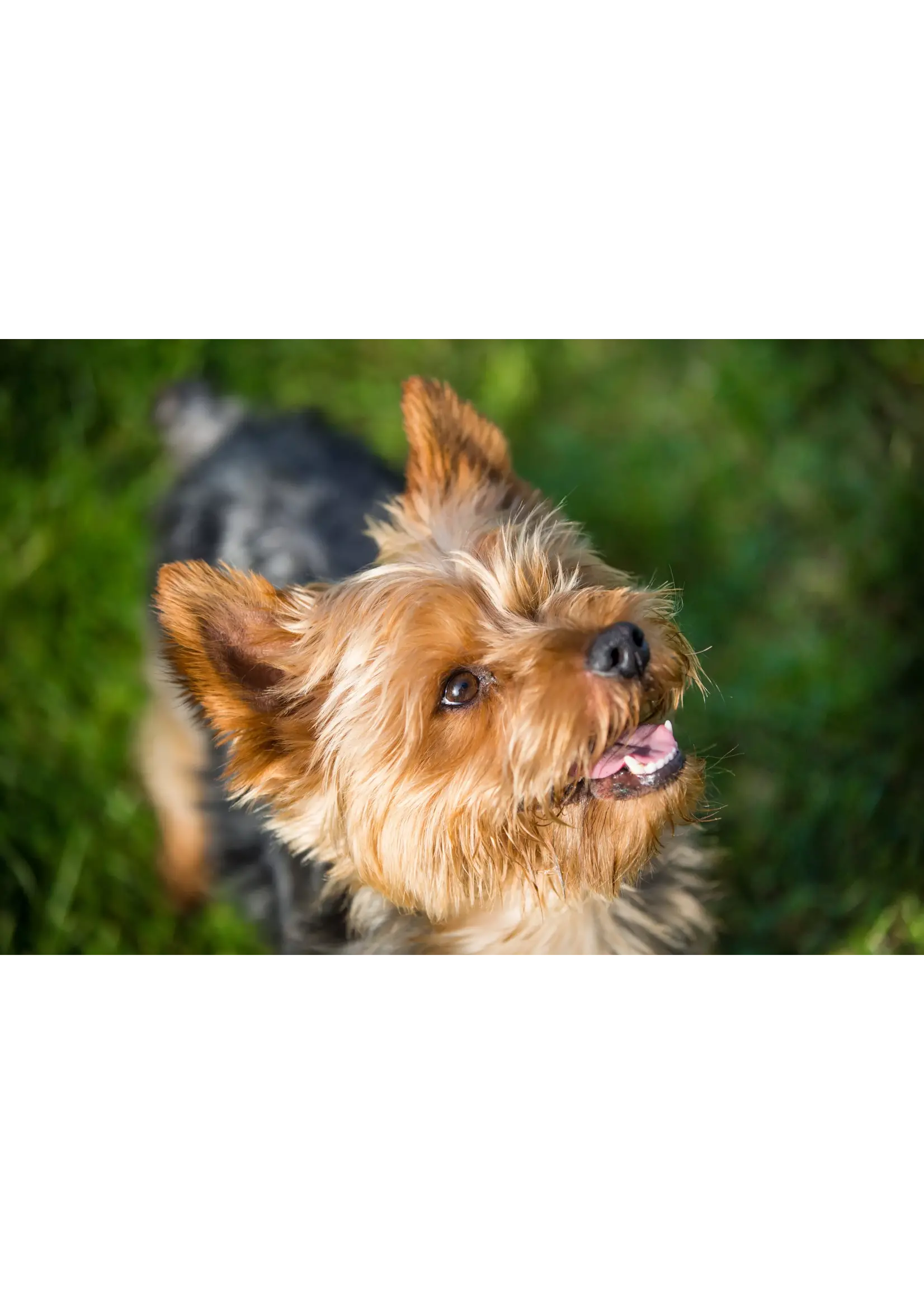 ROYAL CANIN ROYAL CANIN YORKSHIRE TERRIER ADULTE 4.5 KG