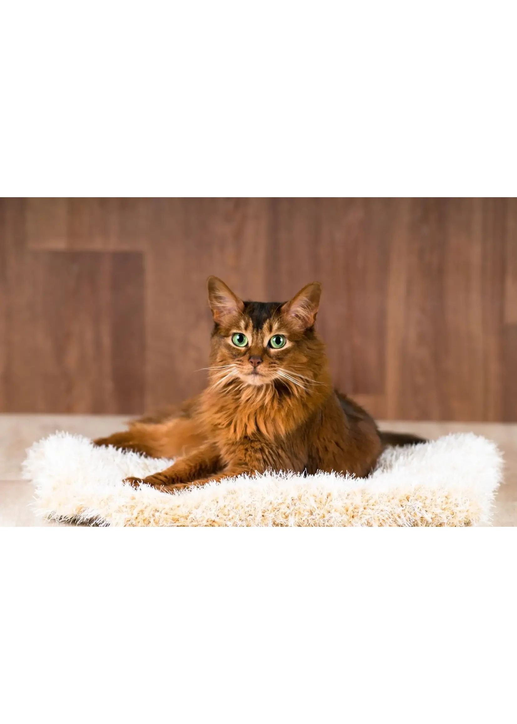 SCIENCE DIET SCIENCE DIET CHAT URINAIRE ET BOULES POILS