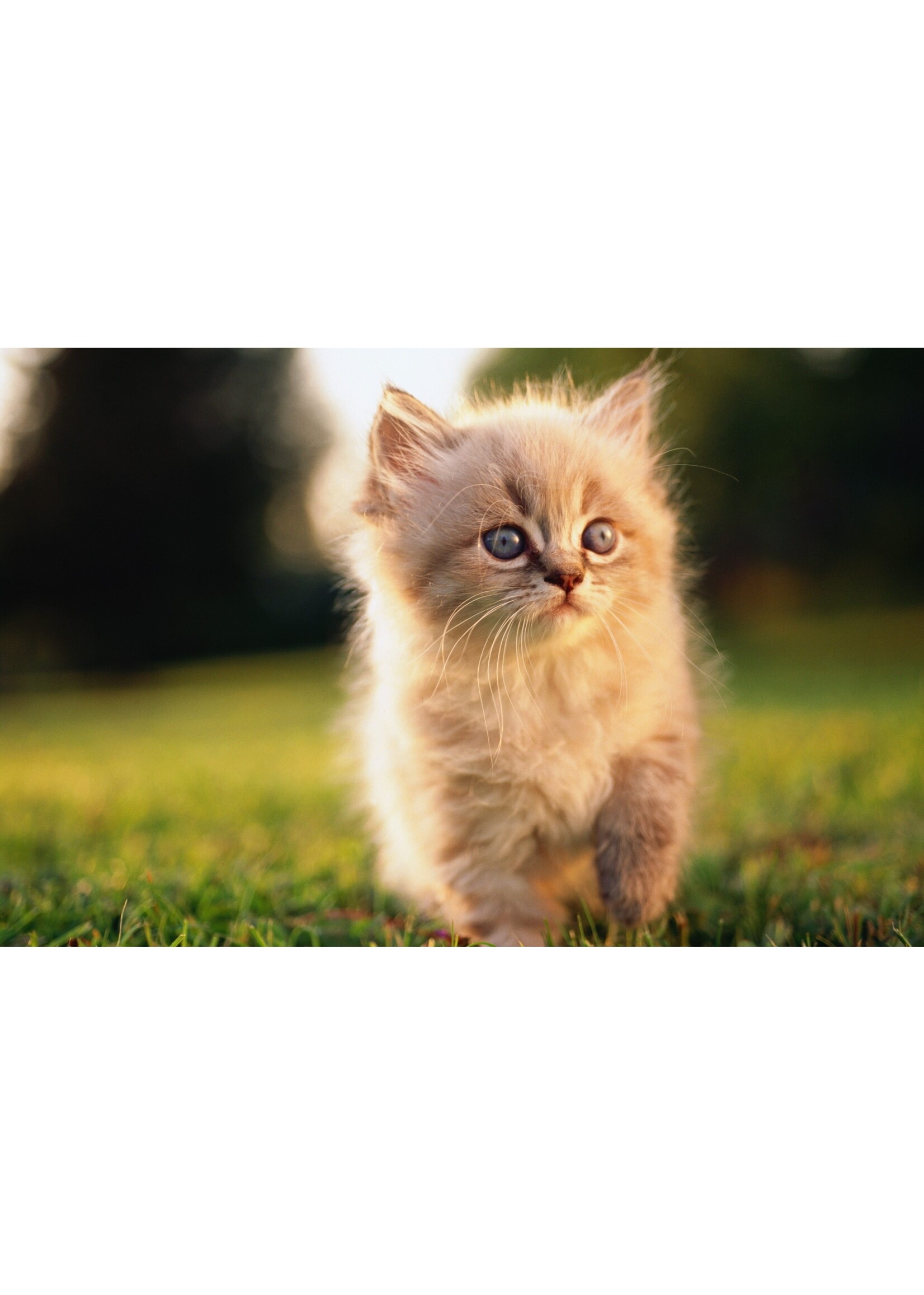SCIENCE DIET SCIENCE DIET CHATON NOURRITURE HUMIDE ENTREE FOIE ET POULET 156G