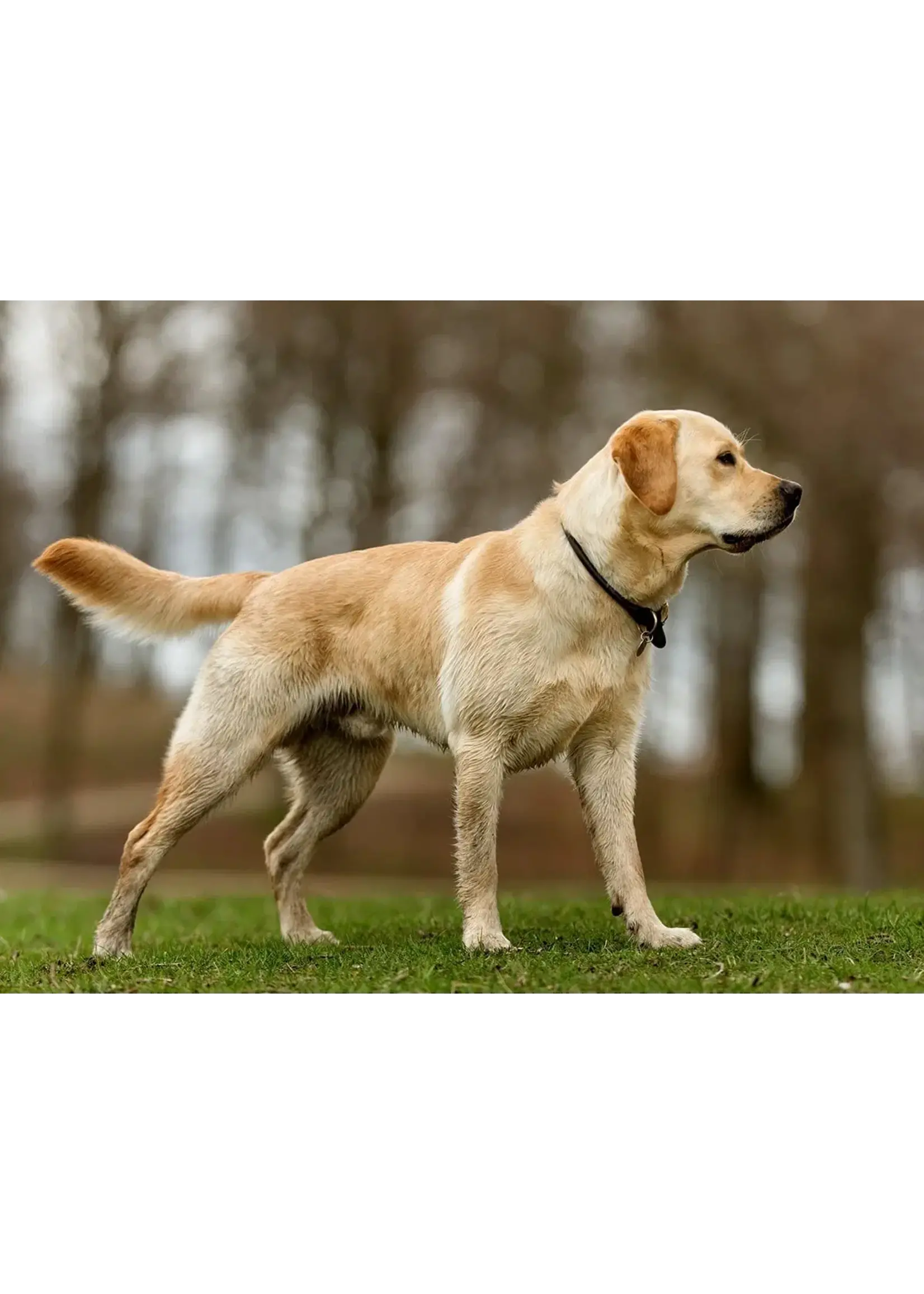 SCIENCE DIET SCIENCE DIET CHIEN LEGER GR 30 LB