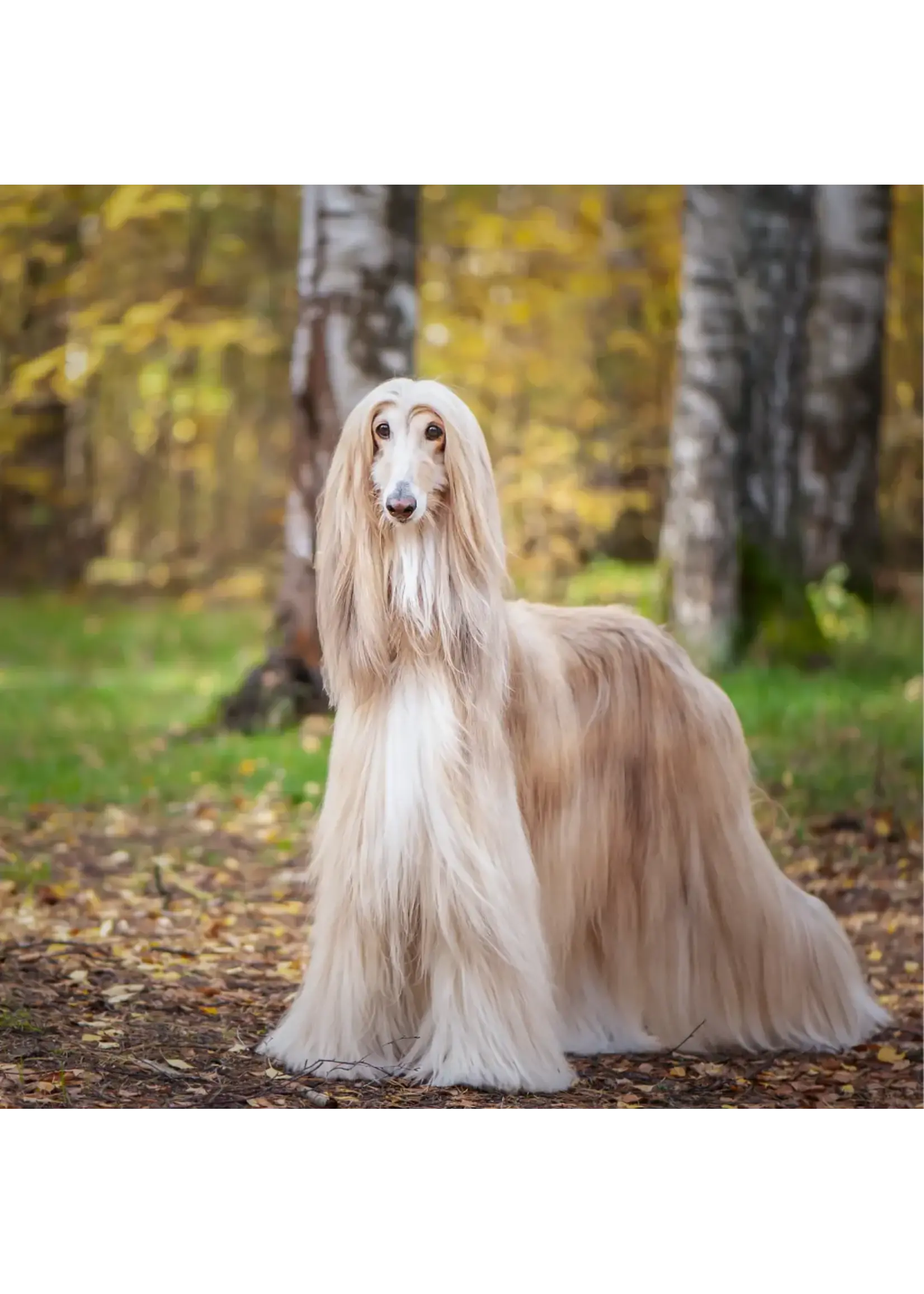 SCIENCE DIET SCIENCE DIET CHIEN PEAU/ESTOMAC SENSIBLE