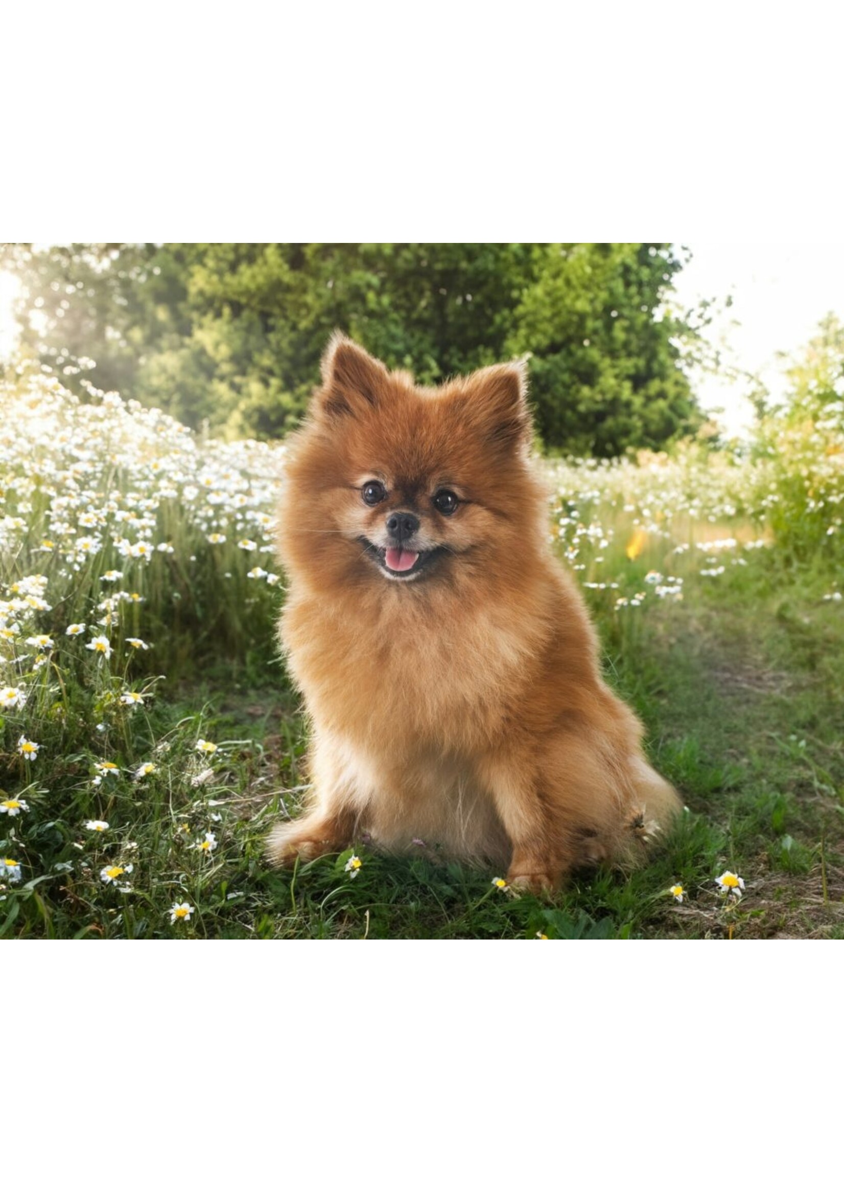 SCIENCE DIET SCIENCE DIET CHIEN PETITE RACE