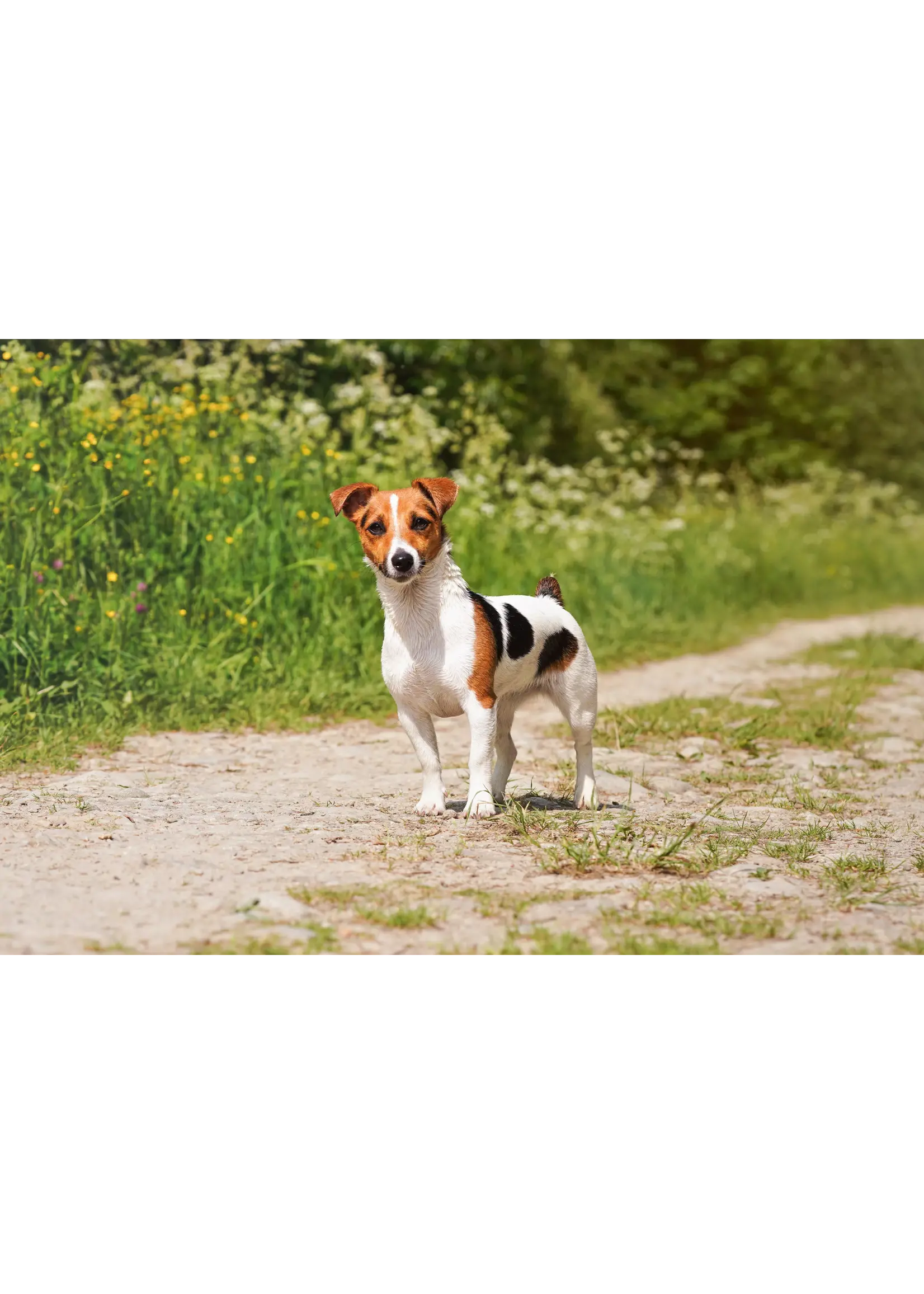 SCIENCE DIET SCIENCE DIET CHIEN PETITE RACE PEAU ET ESTOMAC SENSIBLE AU POULET 4 LB