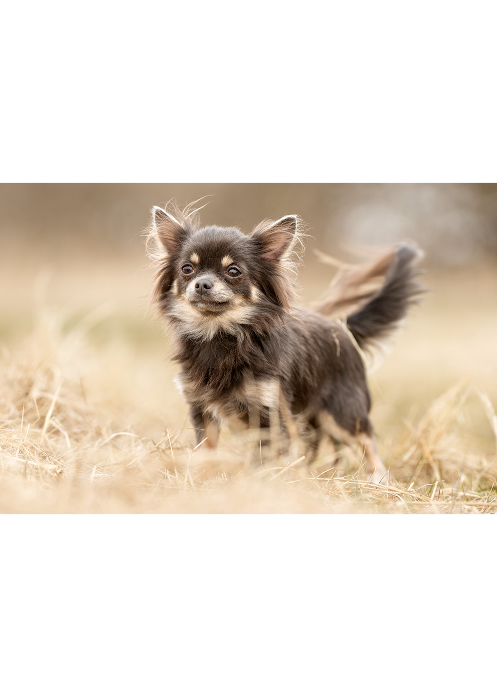 SCIENCE DIET SCIENCE DIET CHIEN POIDS PARFAIT MINI