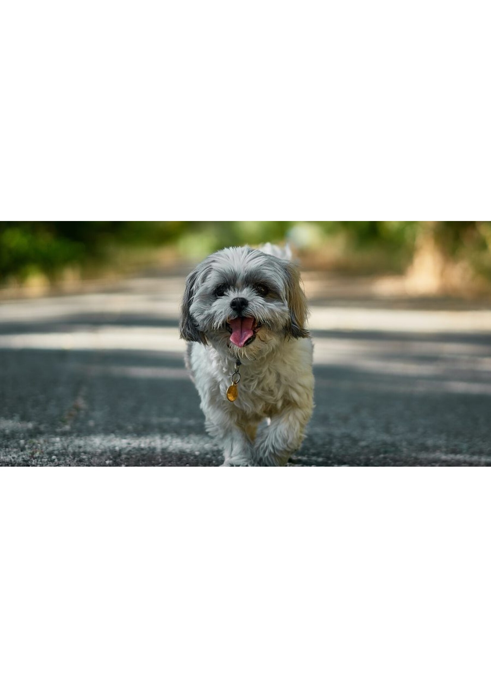 SCIENCE DIET SCIENCE DIET CHIEN SENIOR 7ANS + PETITE RACE 4.5 LBS