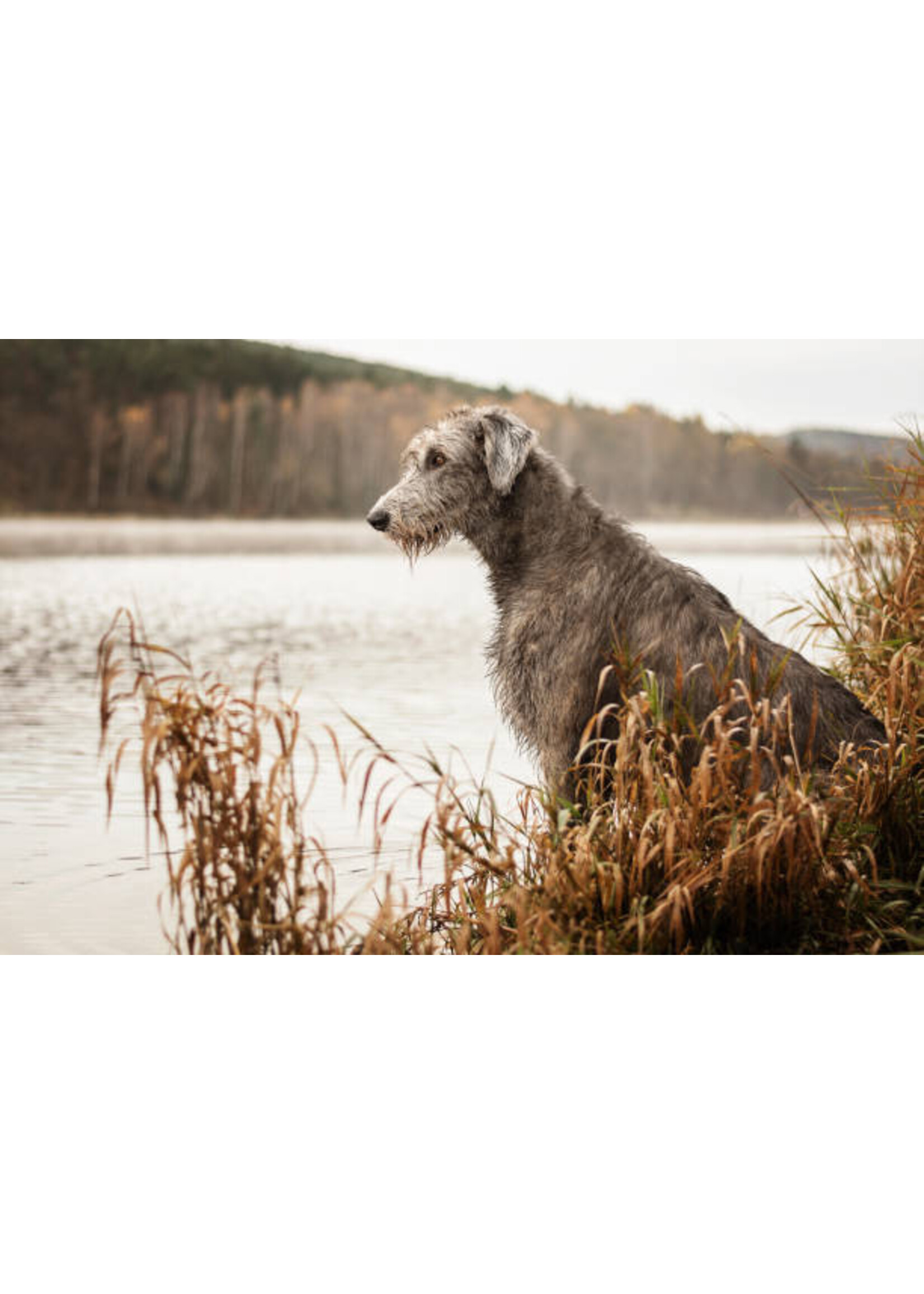SCIENCE DIET SCIENCE DIET CHIEN SENIOR GRANDE RACE 33 LBS