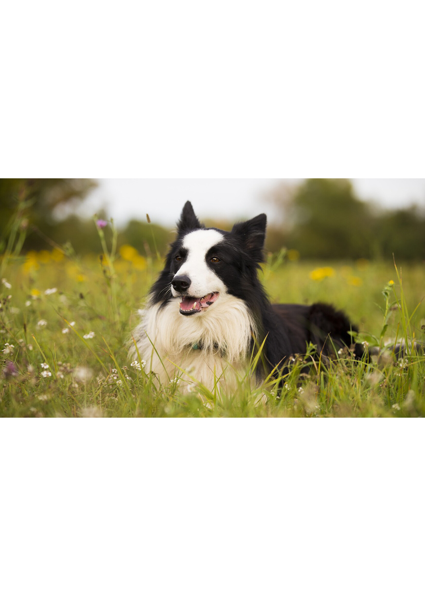SCIENCE DIET SCIENCE DIET CHIEN SOINS DENTAIRES