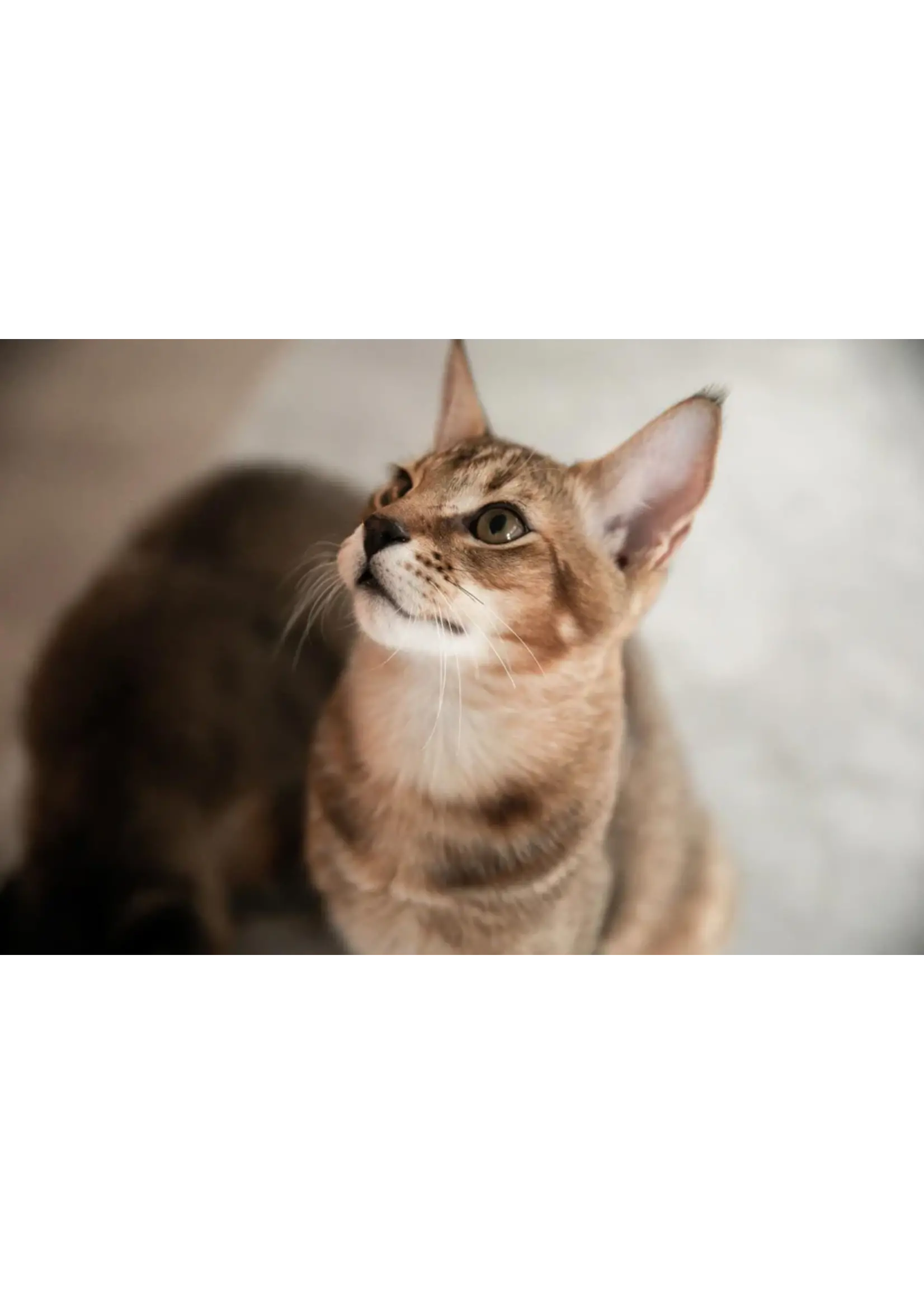 FRISKIES FRISKIES TOURBILLONS DE SAUCE