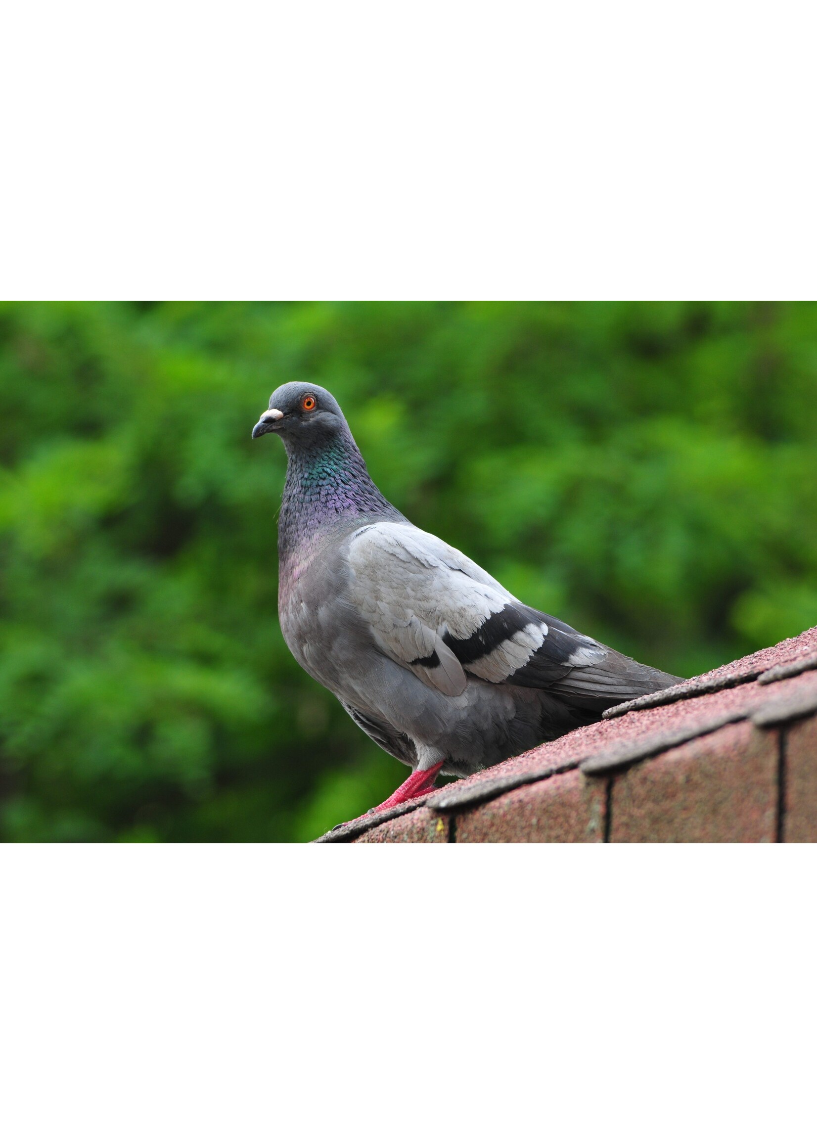 VERSELE-LAGA VERSELE-LAGA PIGEONS GRIT + PIERRE ROUGE