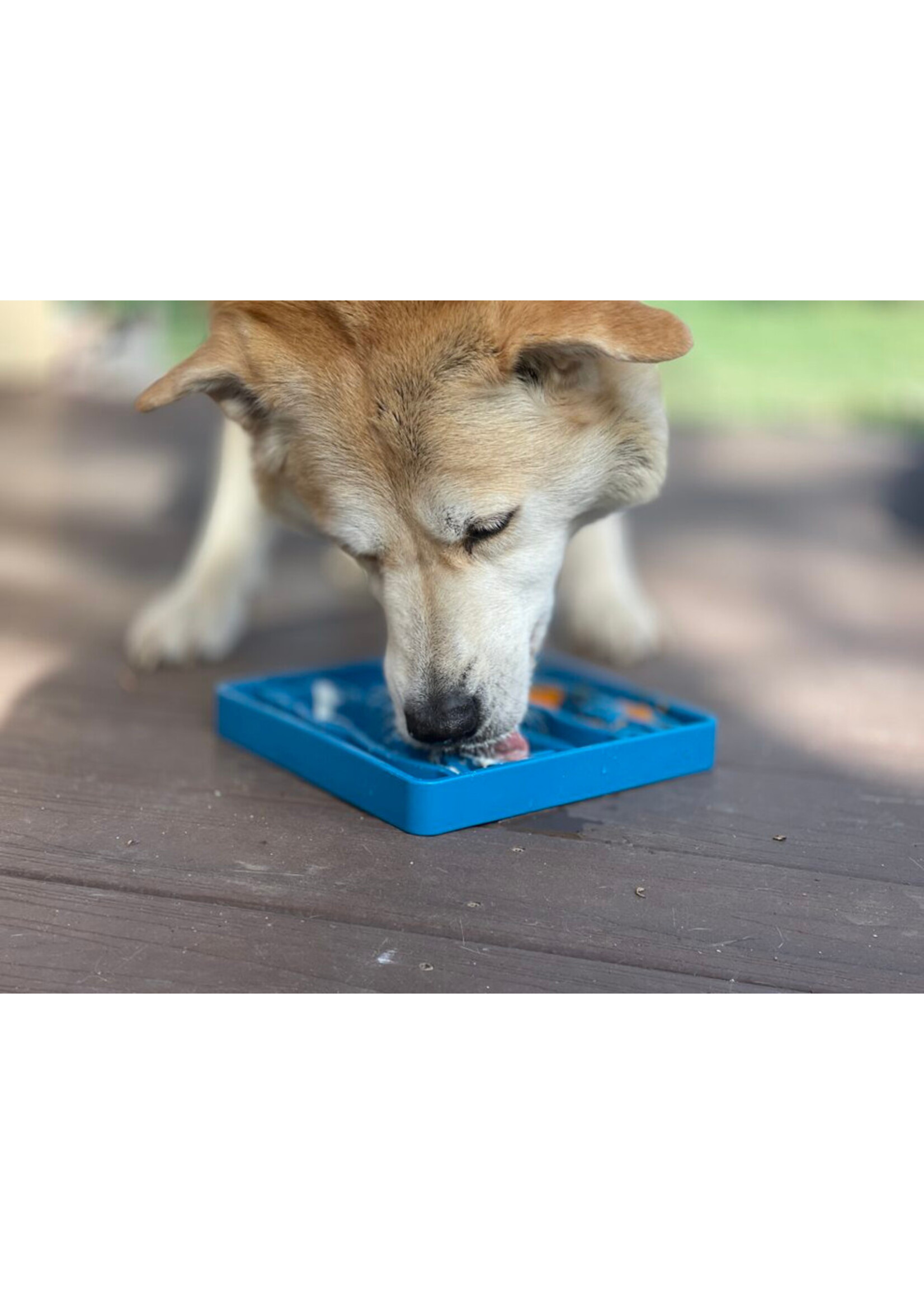 EBOL CHIEN EN ATTENTE BLEU