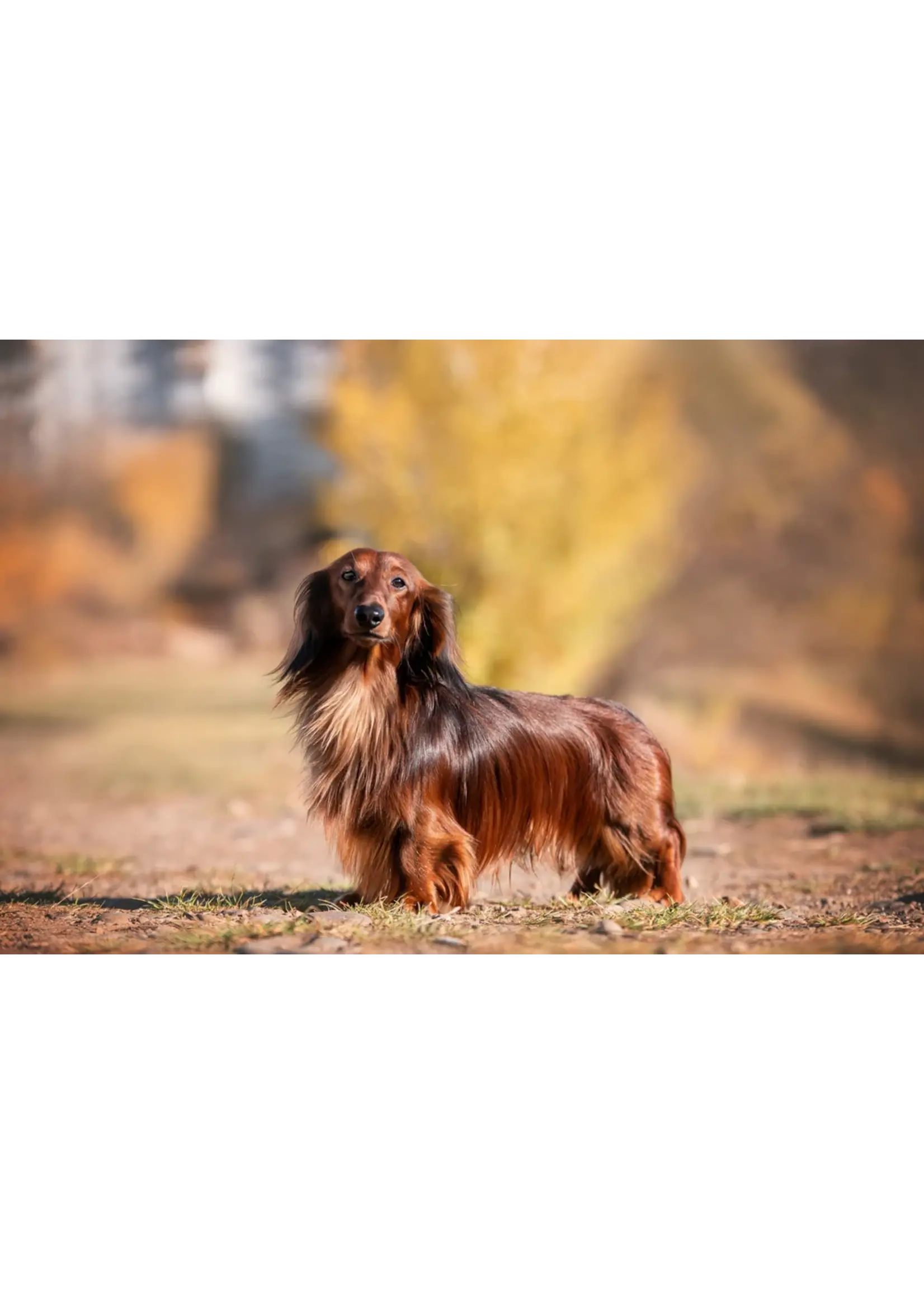 ROYAL CANIN ROYAL CANIN ADULTE TECKEL 4.5 KG