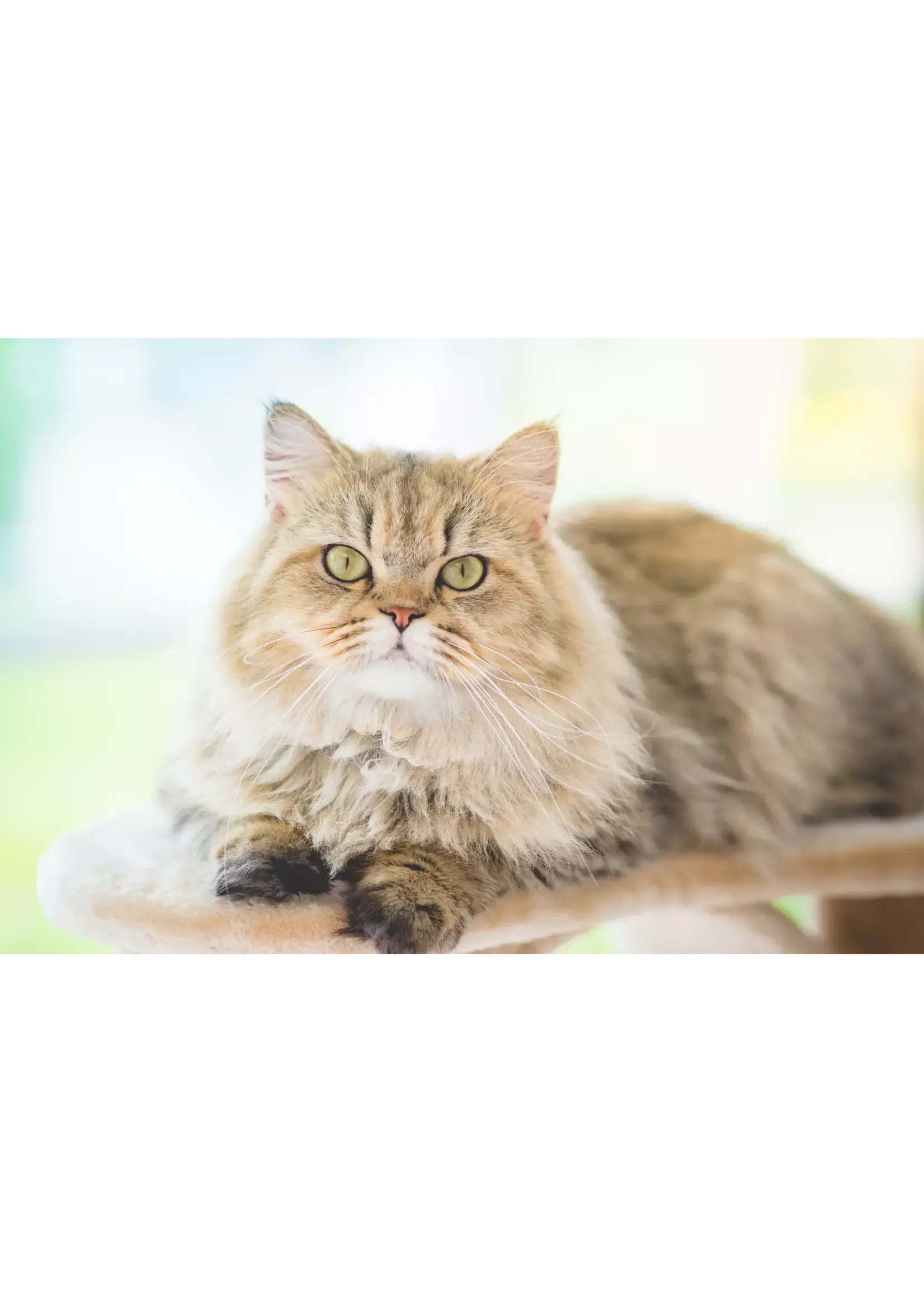 ROYAL CANIN ROYAL CANIN ROYAL CANIN CHAT SOIN DIGESTIF