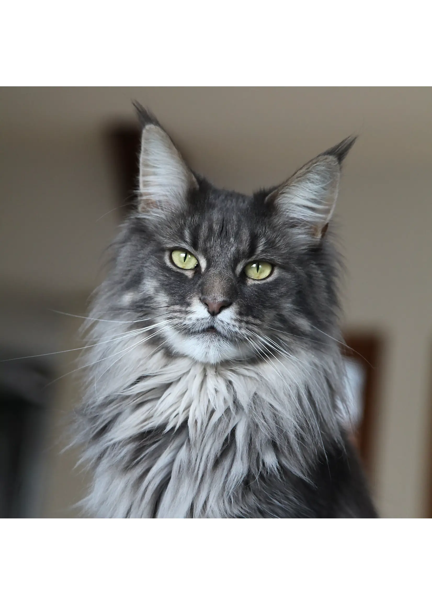 ALMO NATURE ALMO NATURE LITIERE COMPOSTABLE TAPIOCA