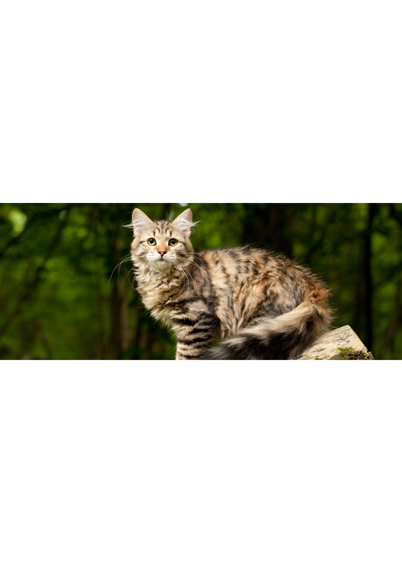 KONG KONG CHAT HERBE A CHAT VAPORISATEUR 1 OZ