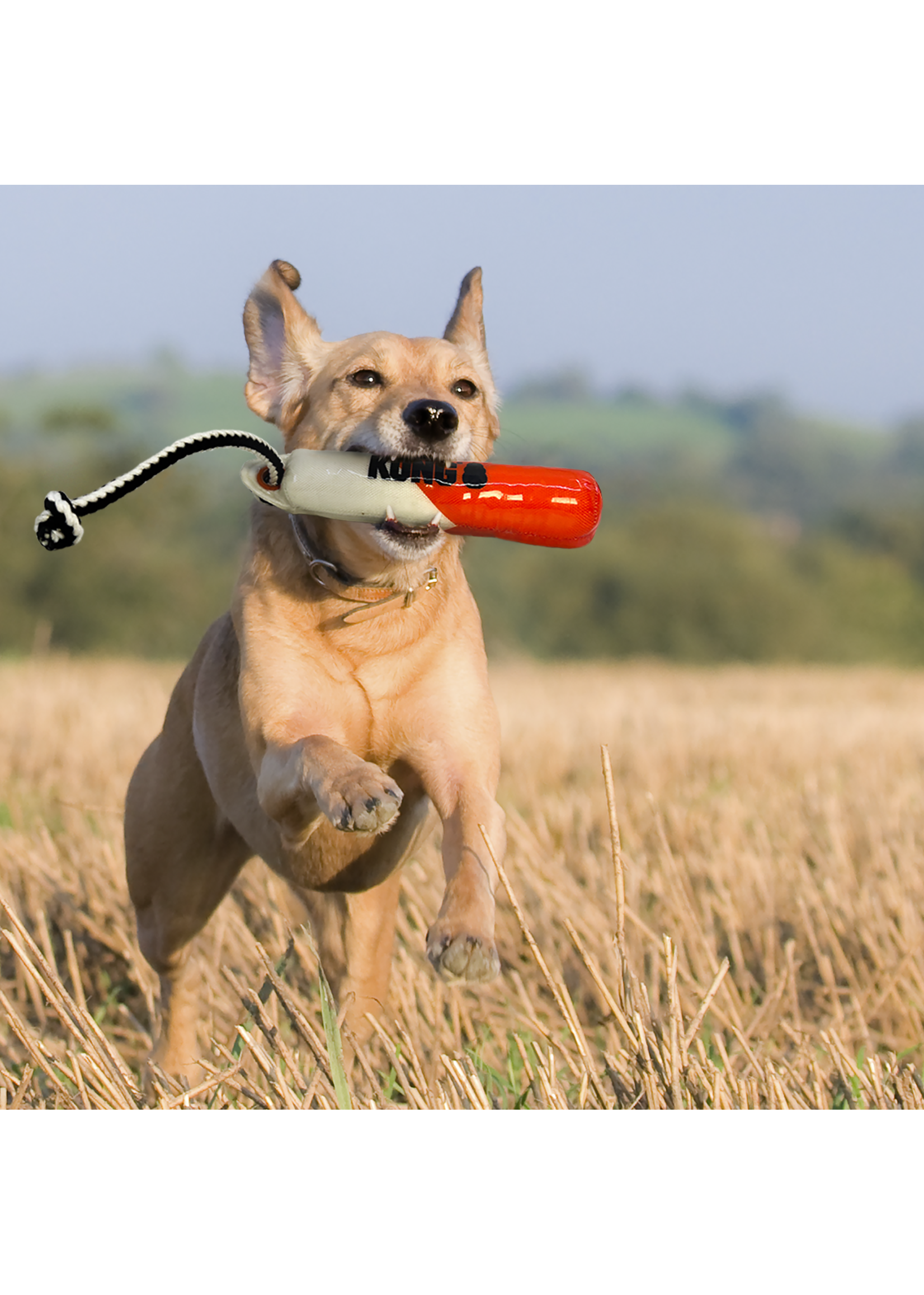 KONG KONG WILD SHIELDZ BATON ENTRAINEMENT ORANGE ET BLANC