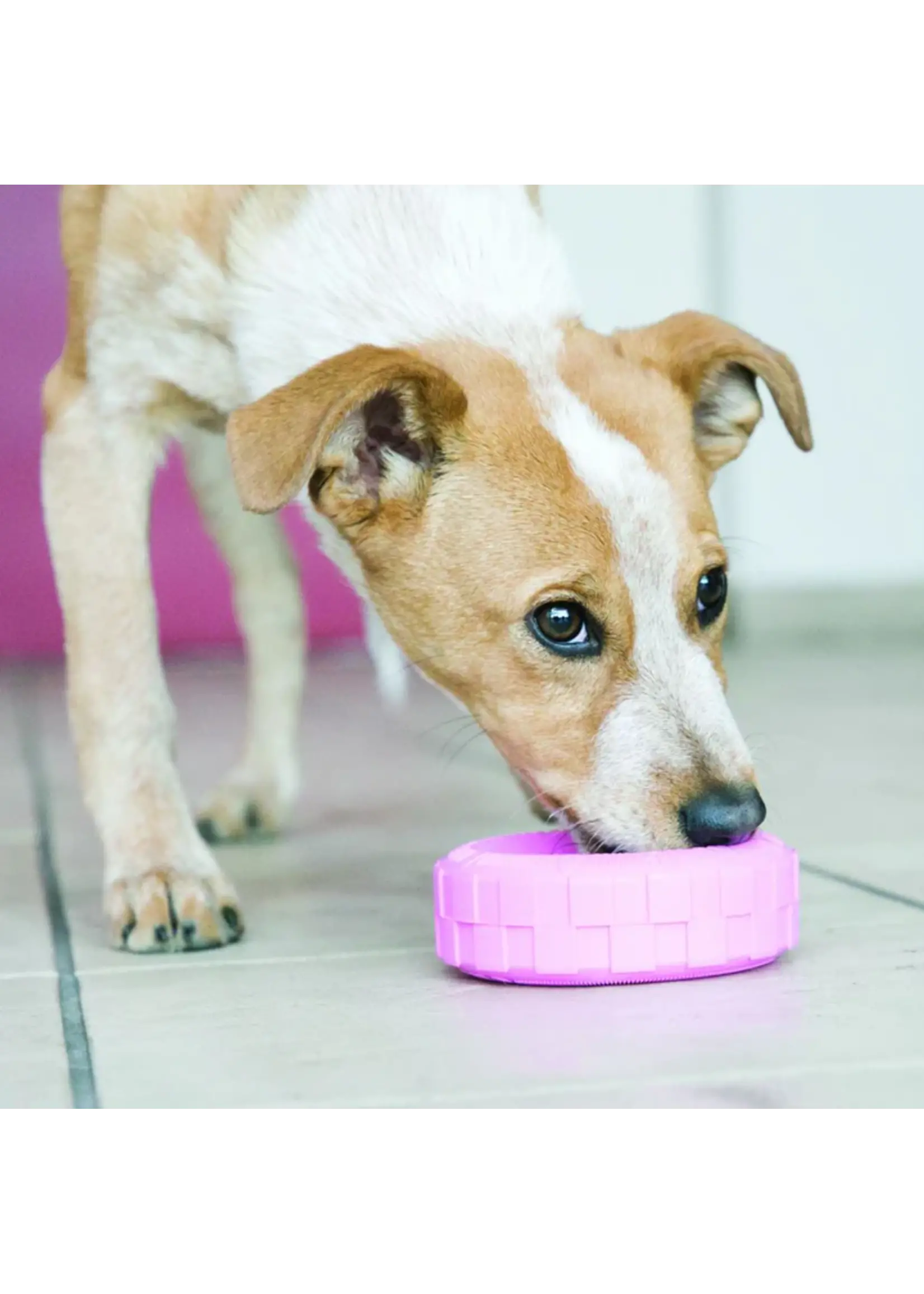 KONG KONG PUPPY PNEU