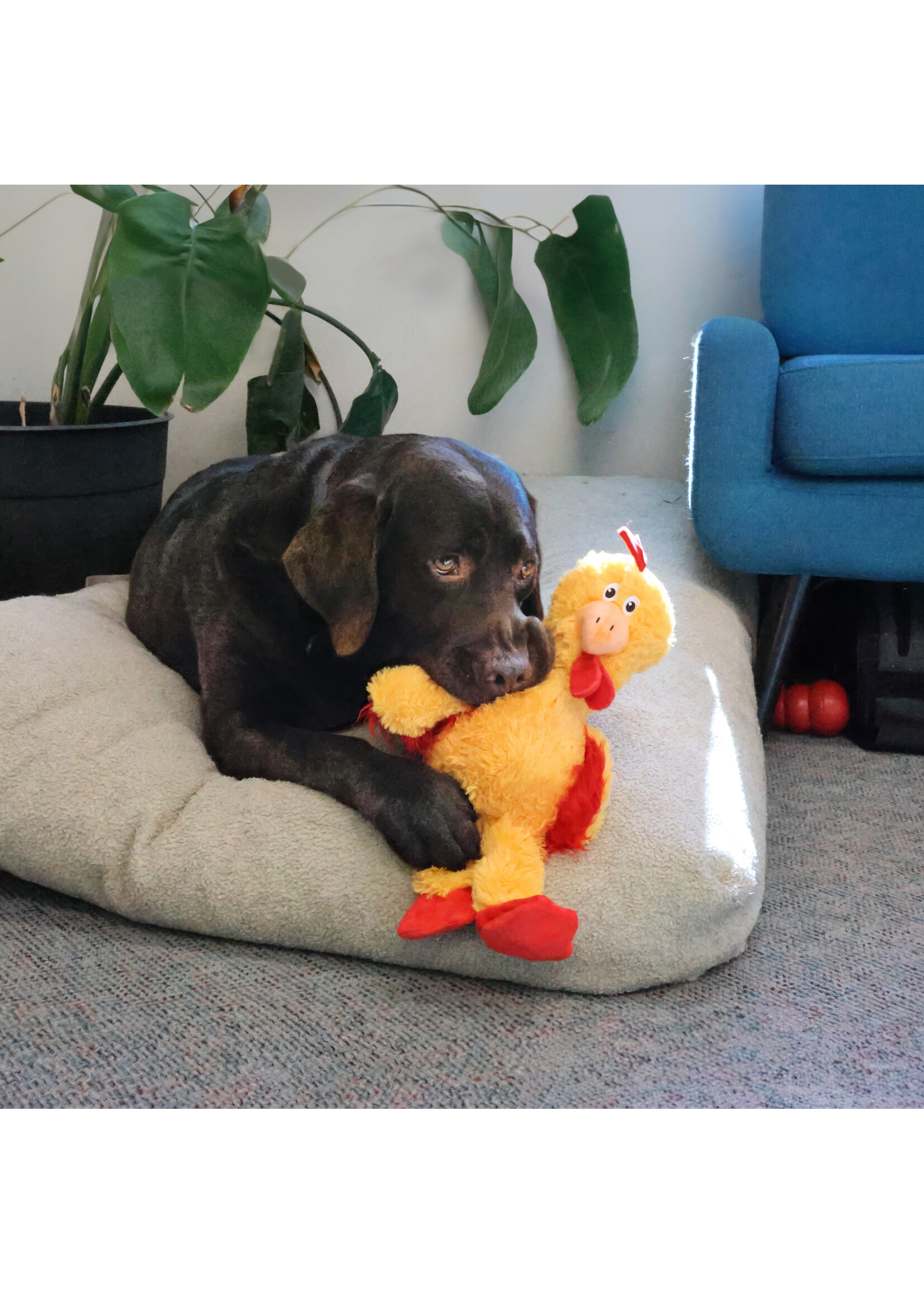 KONG KONG KNOTS POULET