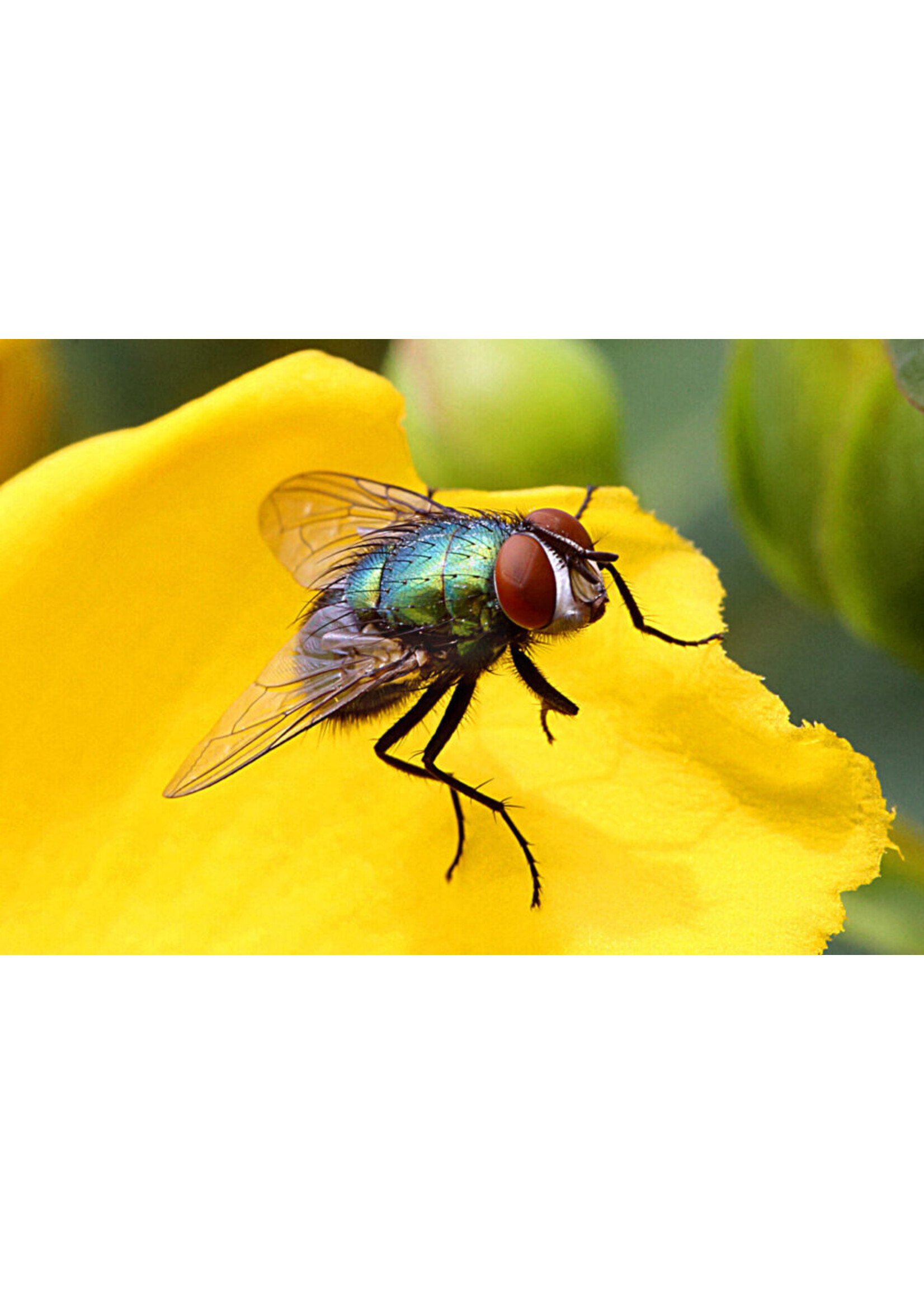 SILVALURE RECHARGE 500M MOUCHE