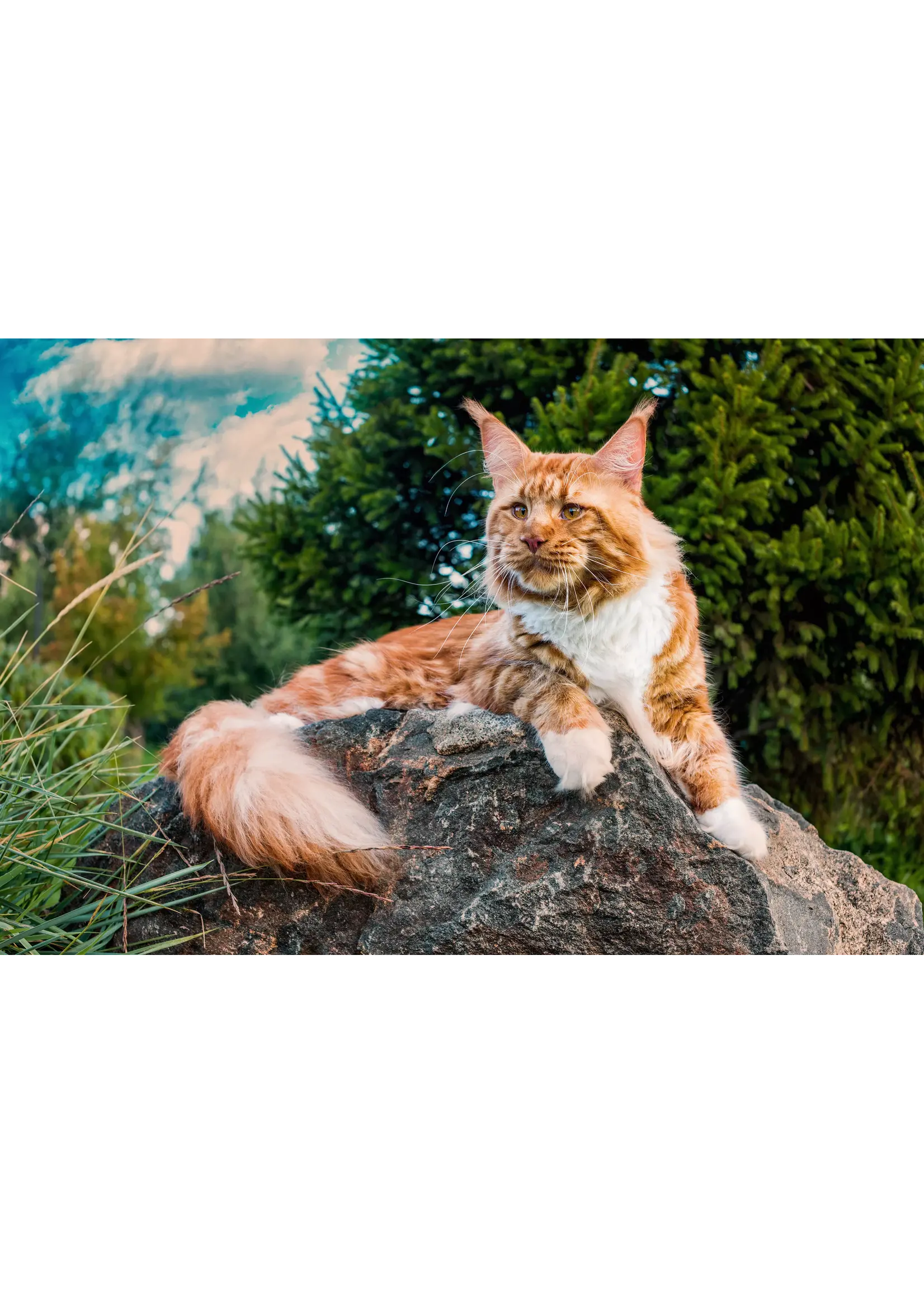 BOREAL BOREAL NOURRITURE HUMIDE CHAT PORC /TRUITE 369 G