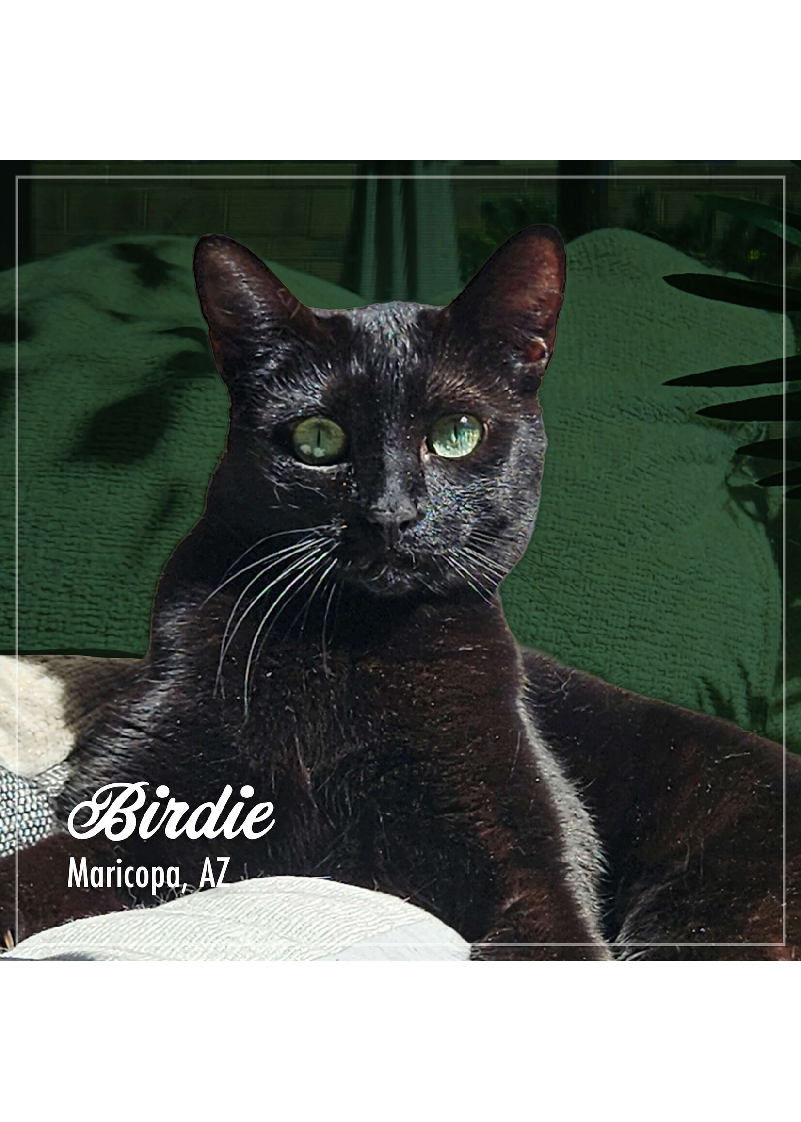 FROMM FROMM PURRSNICKITTY CHAT RECETTE GIBIER A PLUME