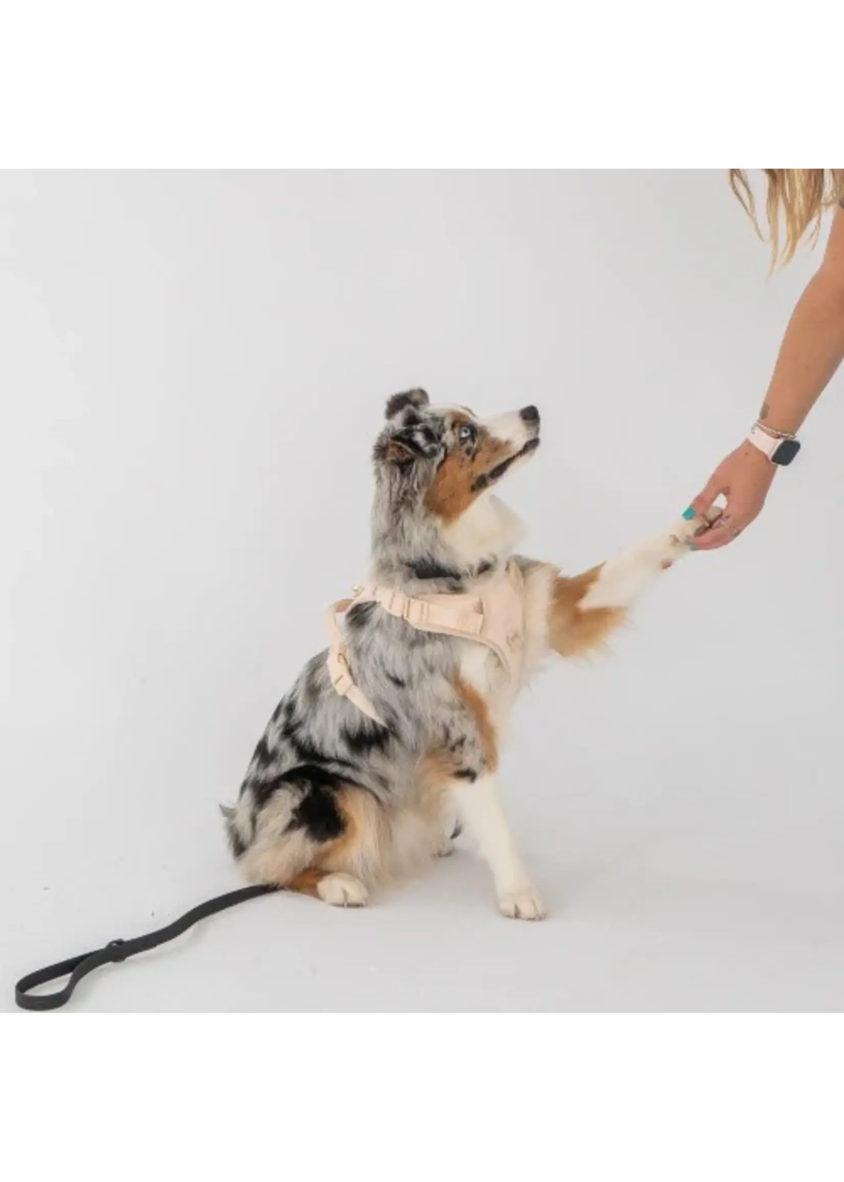 DEXYPAWS HARNAIS SANS TRACTION