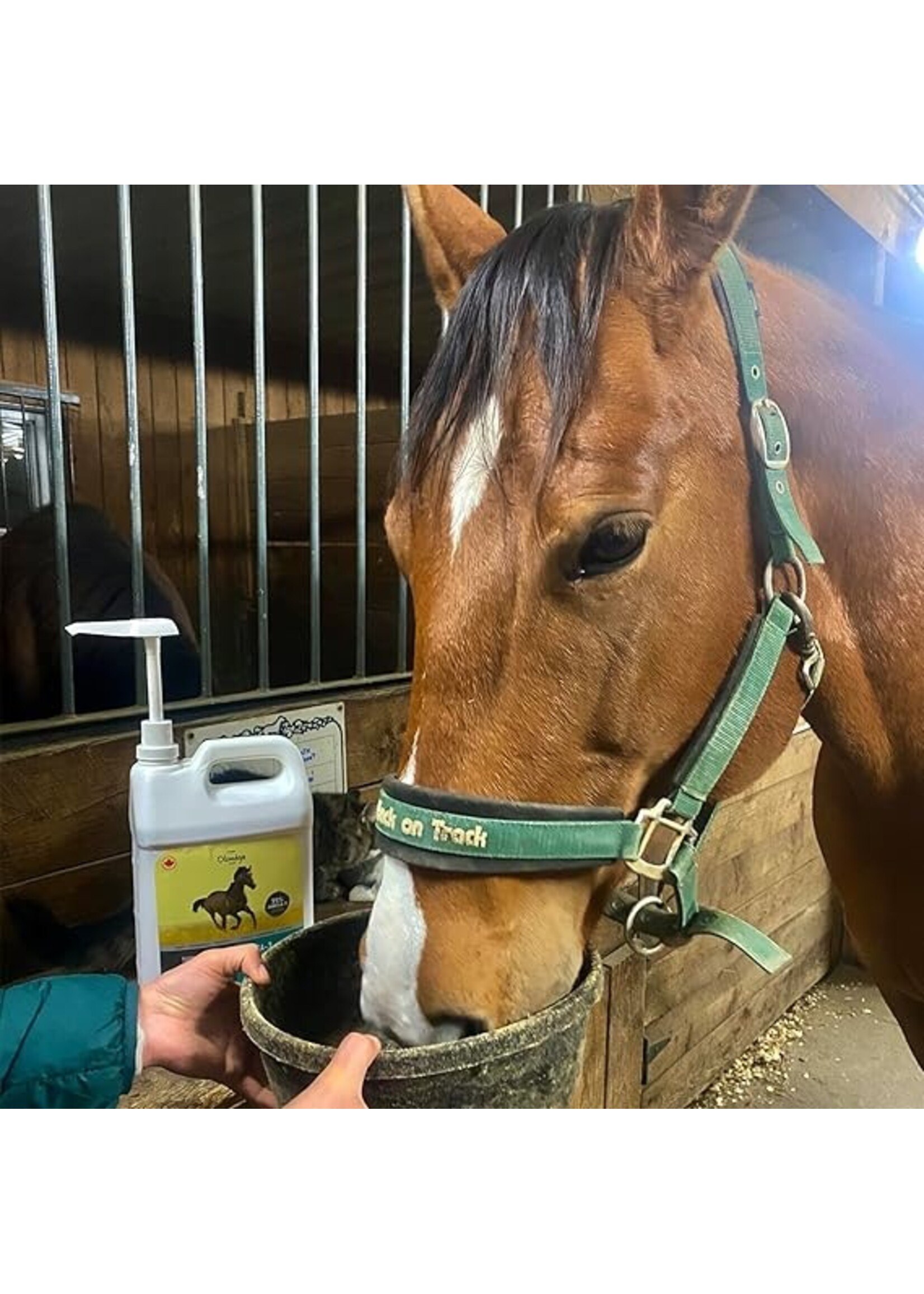 OLIMÉGA OLIMÉGA CHEVAL HUILE DE CAMELINE 4 L