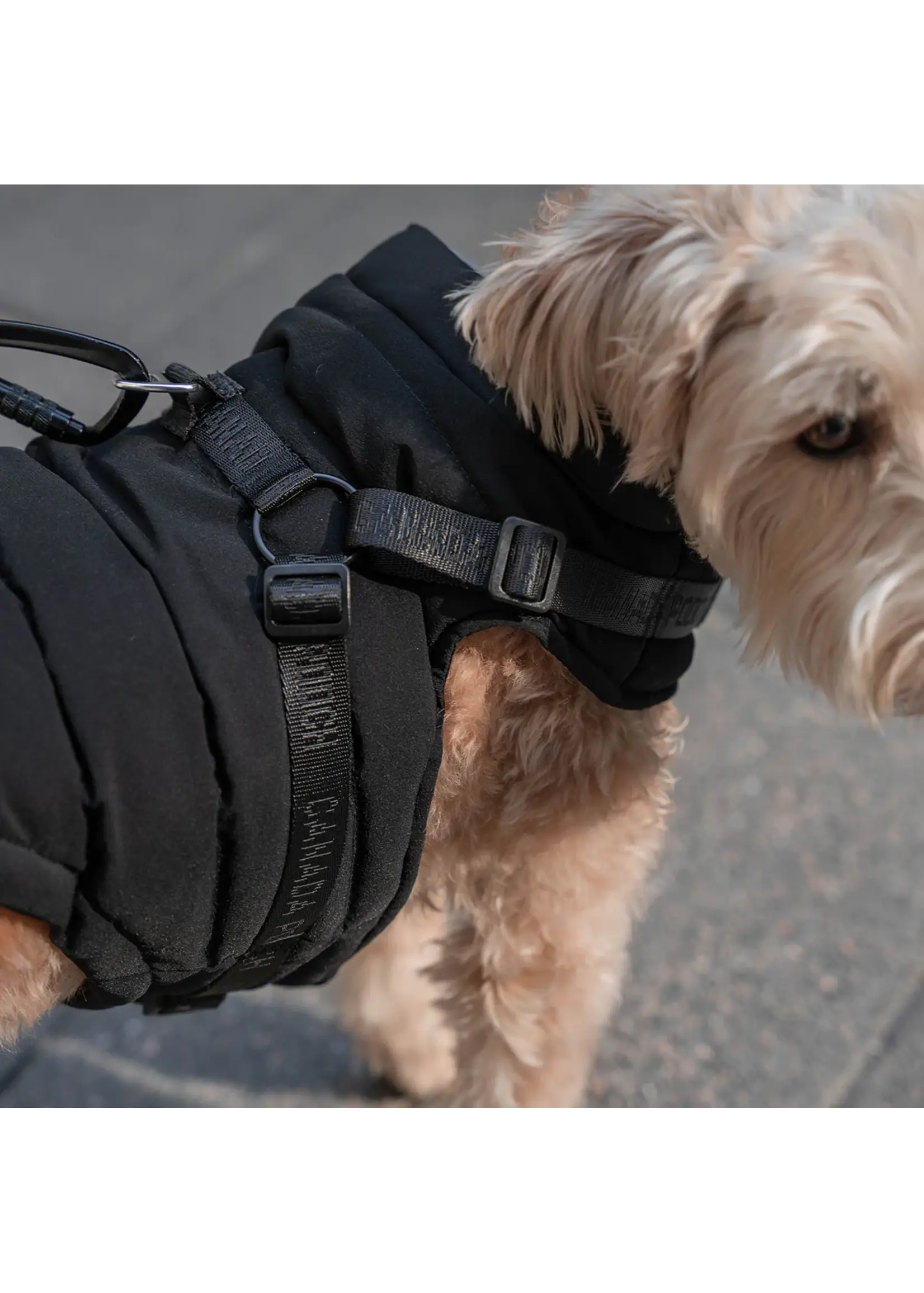 CANADA POOCH MANTEAU AVEC HARNAIS