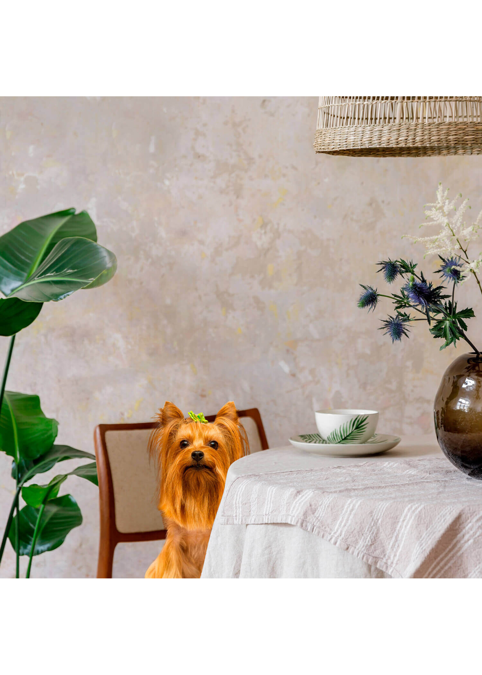 FROMM FROMM CHIEN PETITE RACE GOLD